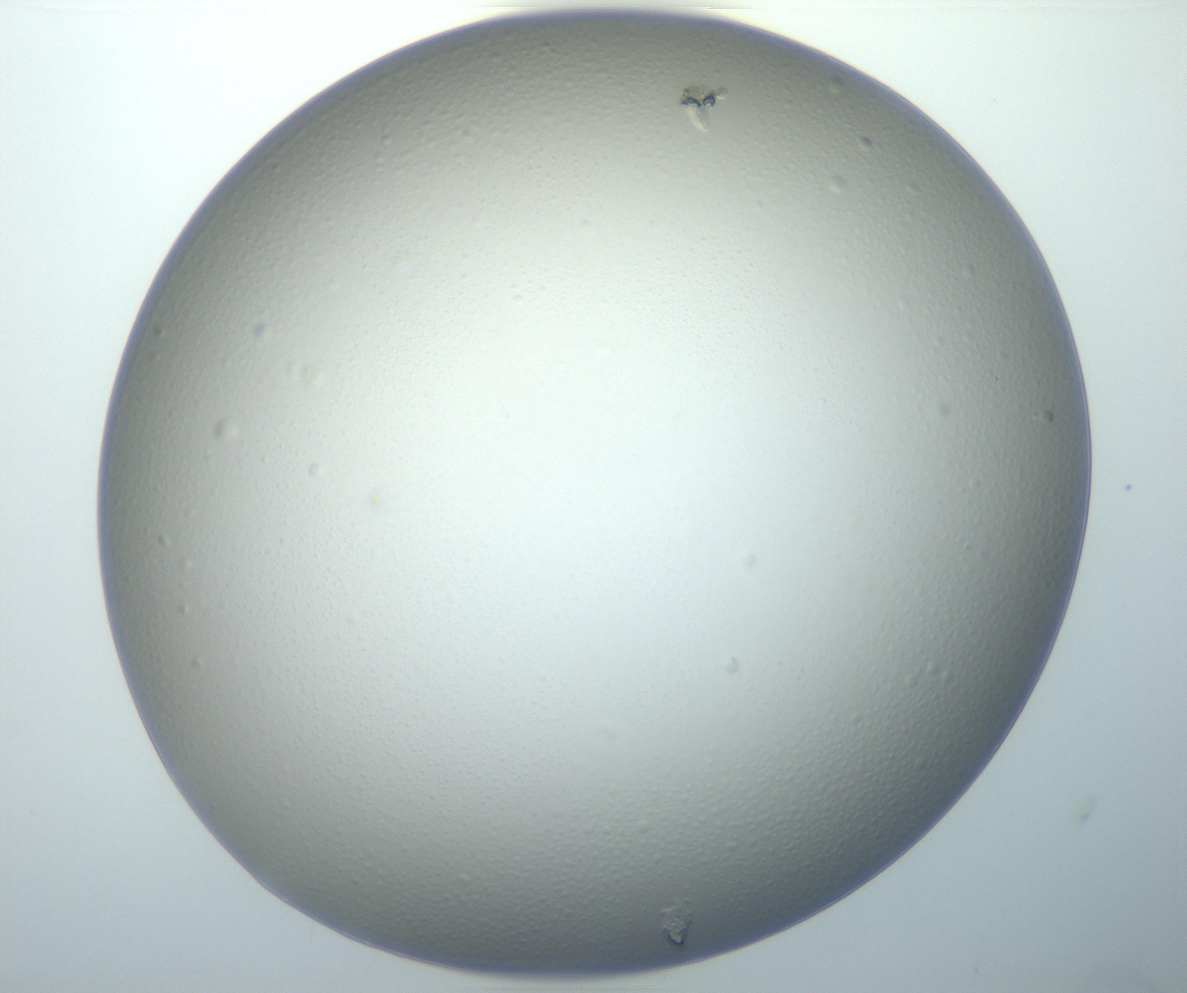 RI01_03_000_0212_Proj1_Clon1_MC_0000MC102801_006_161013_10_04_02_00_99_002_001_RAI.jpg