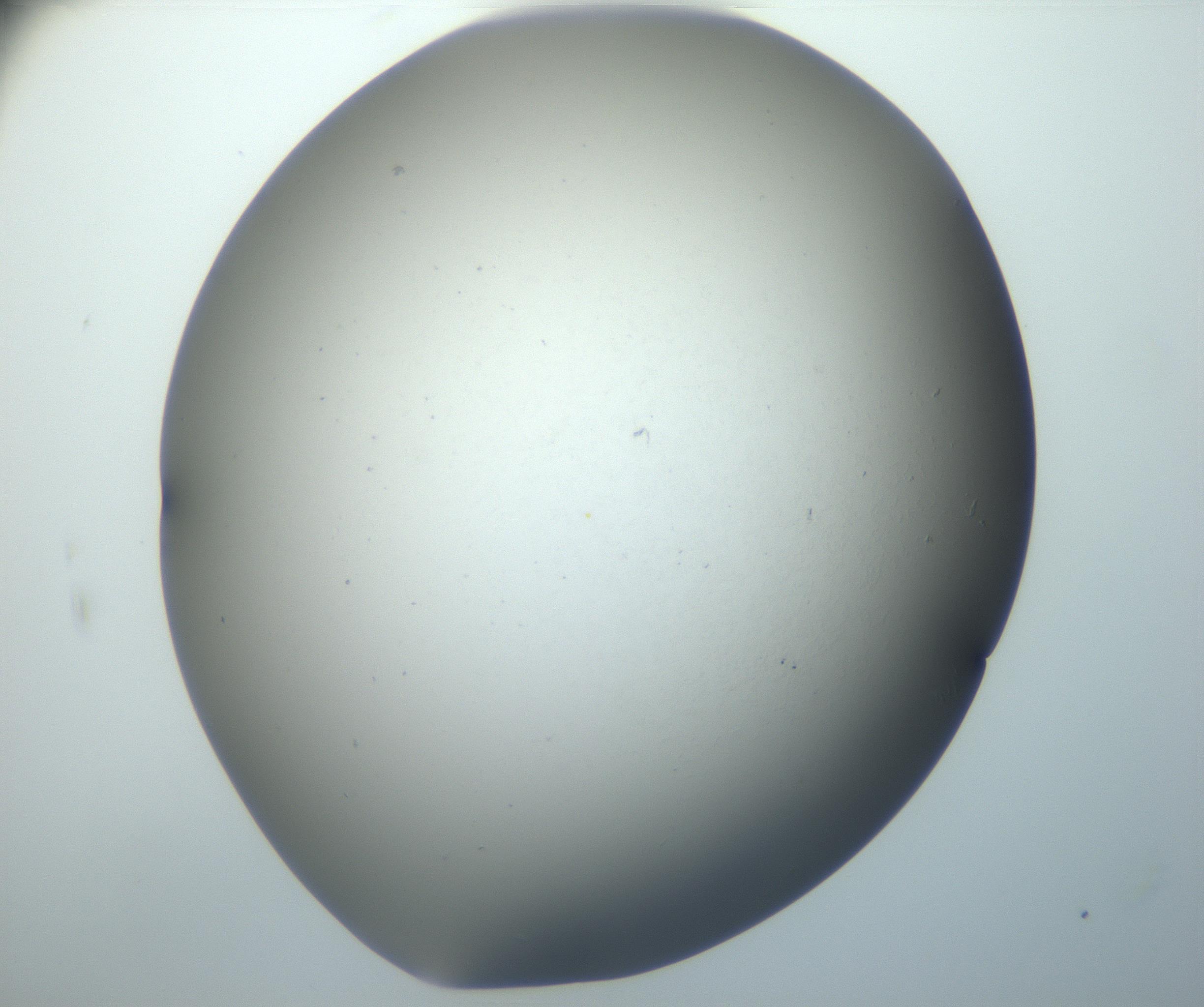 RI01_03_000_0212_Proj1_Clon1_MC_0000MC102801_006_161013_10_06_02_00_99_002_001_RAI.jpg