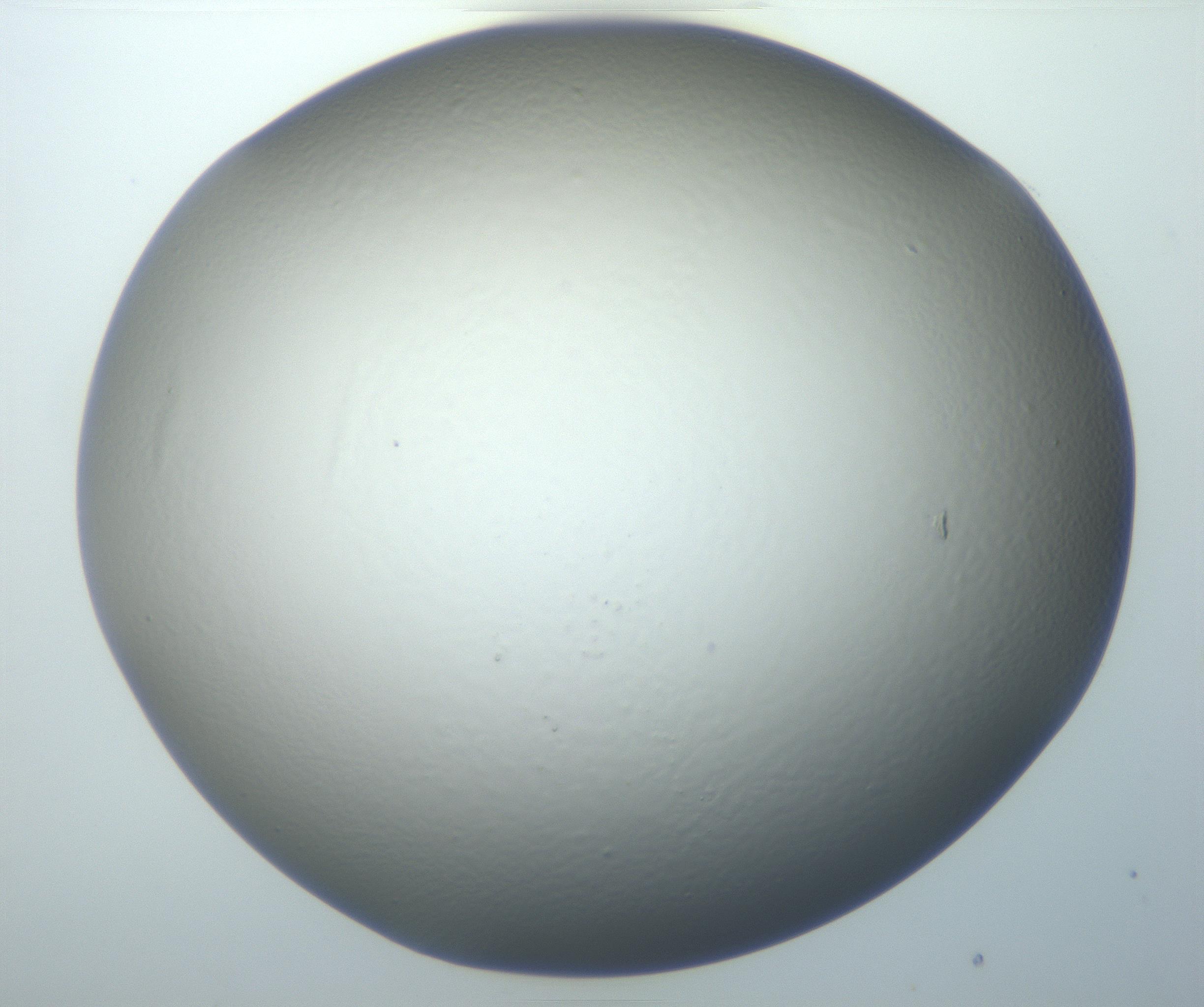 RI01_03_000_0212_Proj1_Clon1_MC_0000MC102801_006_161013_10_07_01_00_99_002_001_RAI.jpg