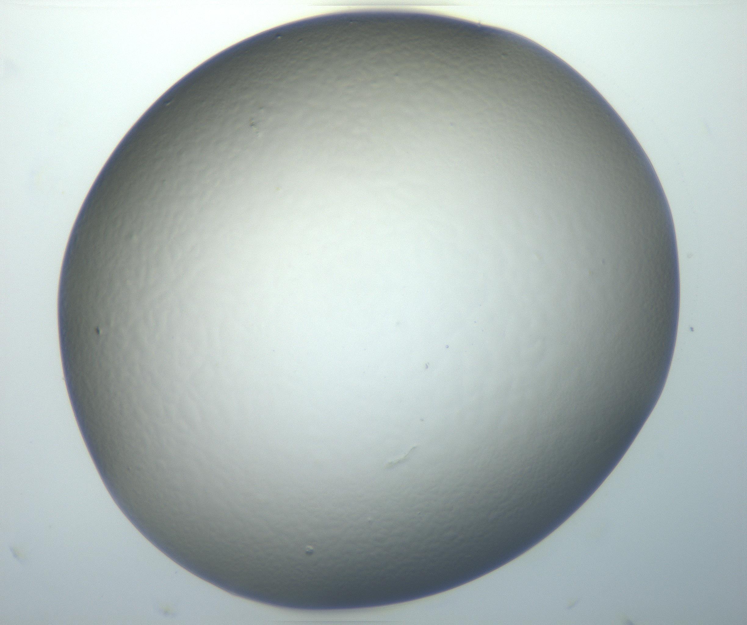 RI01_03_000_0212_Proj1_Clon1_MC_0000MC102801_006_161013_11_02_01_00_99_002_001_RAI.jpg