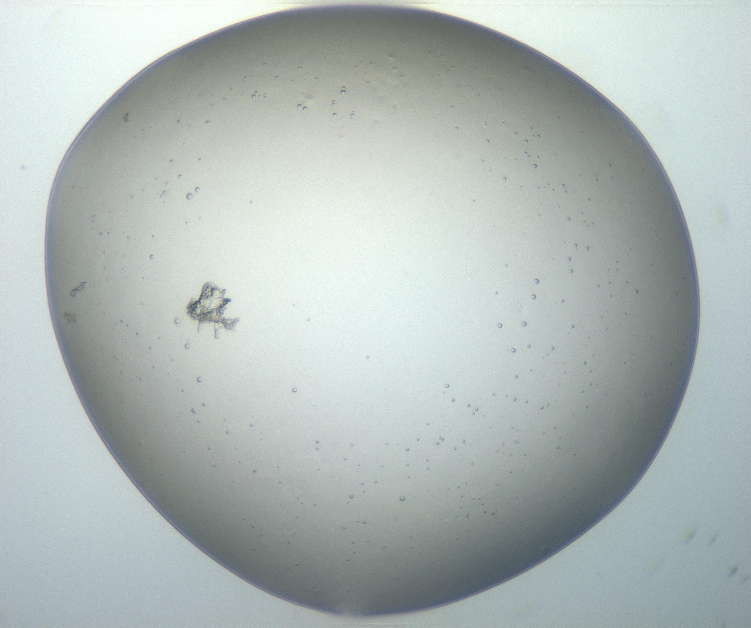 RI01_03_000_0212_Proj1_Clon1_MC_0000MC102801_006_161013_11_03_02_00_99_002_001_RAI.jpg