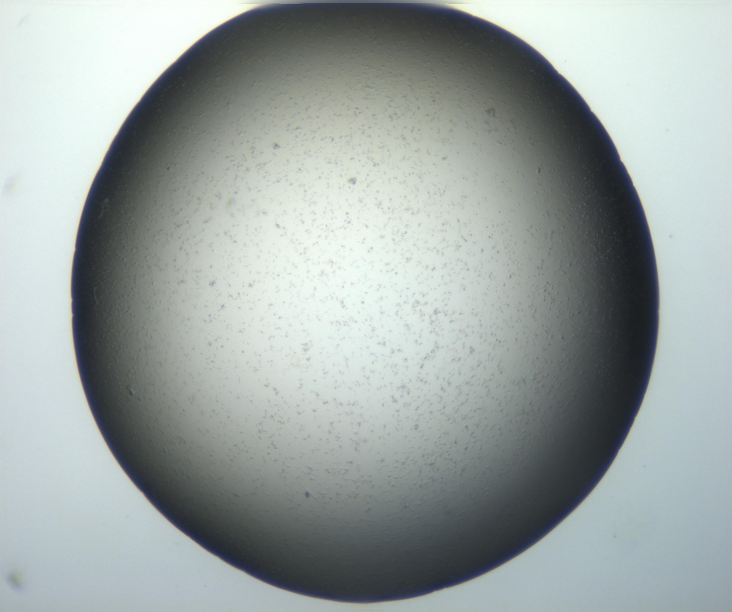 RI01_03_000_0212_Proj1_Clon1_MC_0000MC102801_006_161013_11_04_01_00_99_002_001_RAI.jpg