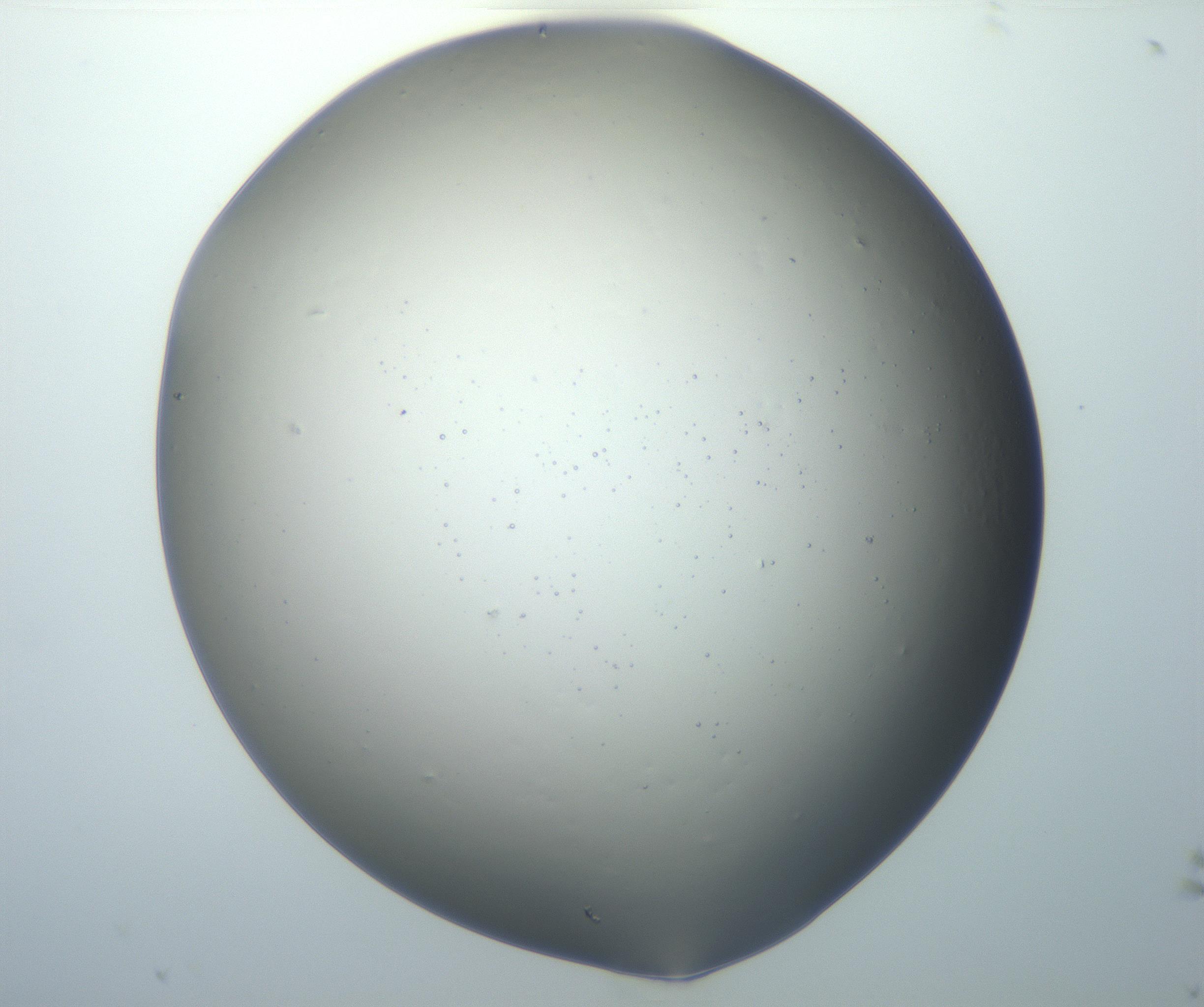 RI01_03_000_0212_Proj1_Clon1_MC_0000MC102801_006_161013_12_03_01_00_99_002_001_RAI.jpg