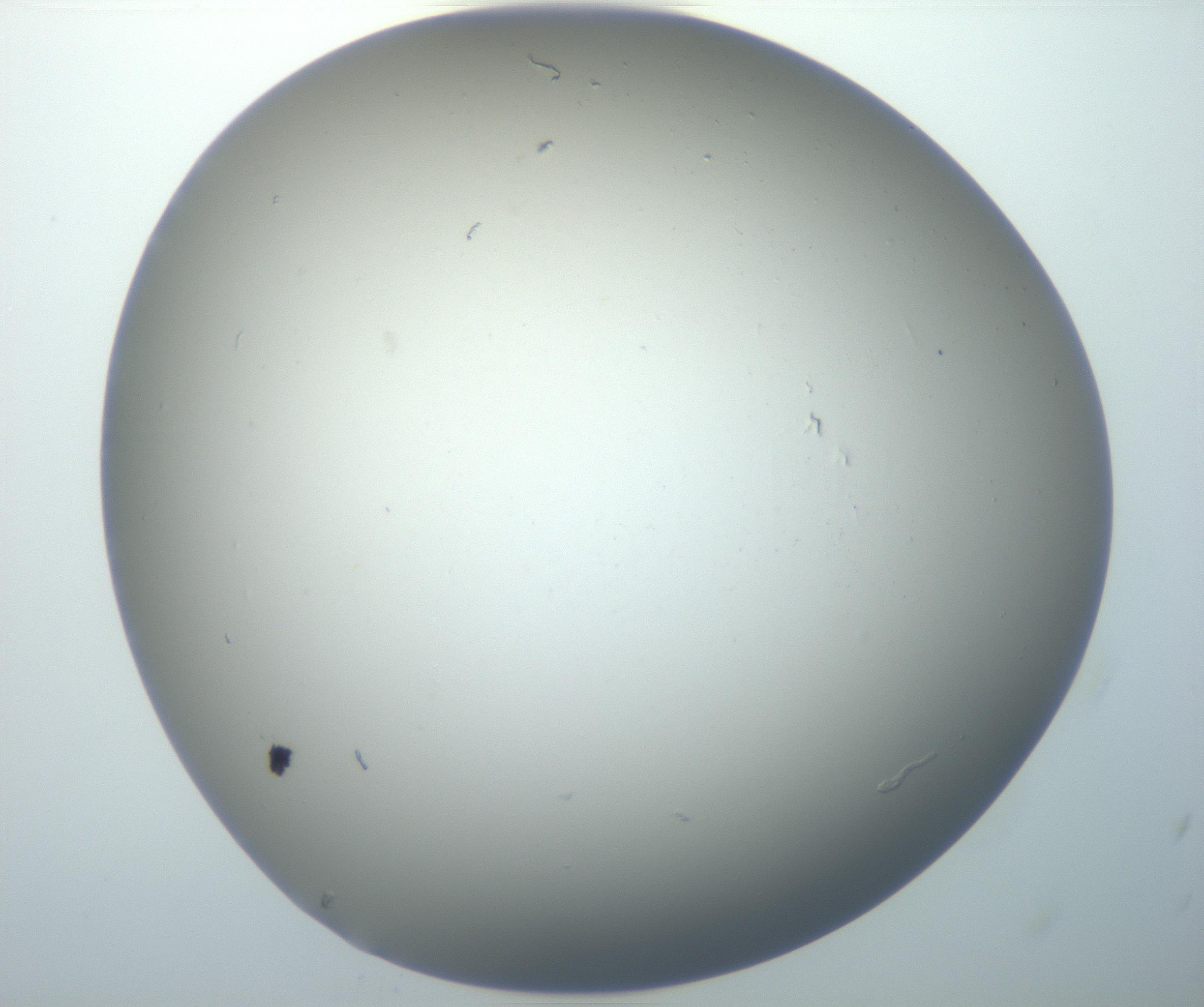 RI01_03_000_0212_Proj1_Clon1_MC_0000MC102801_006_161013_12_05_02_00_99_002_001_RAI.jpg