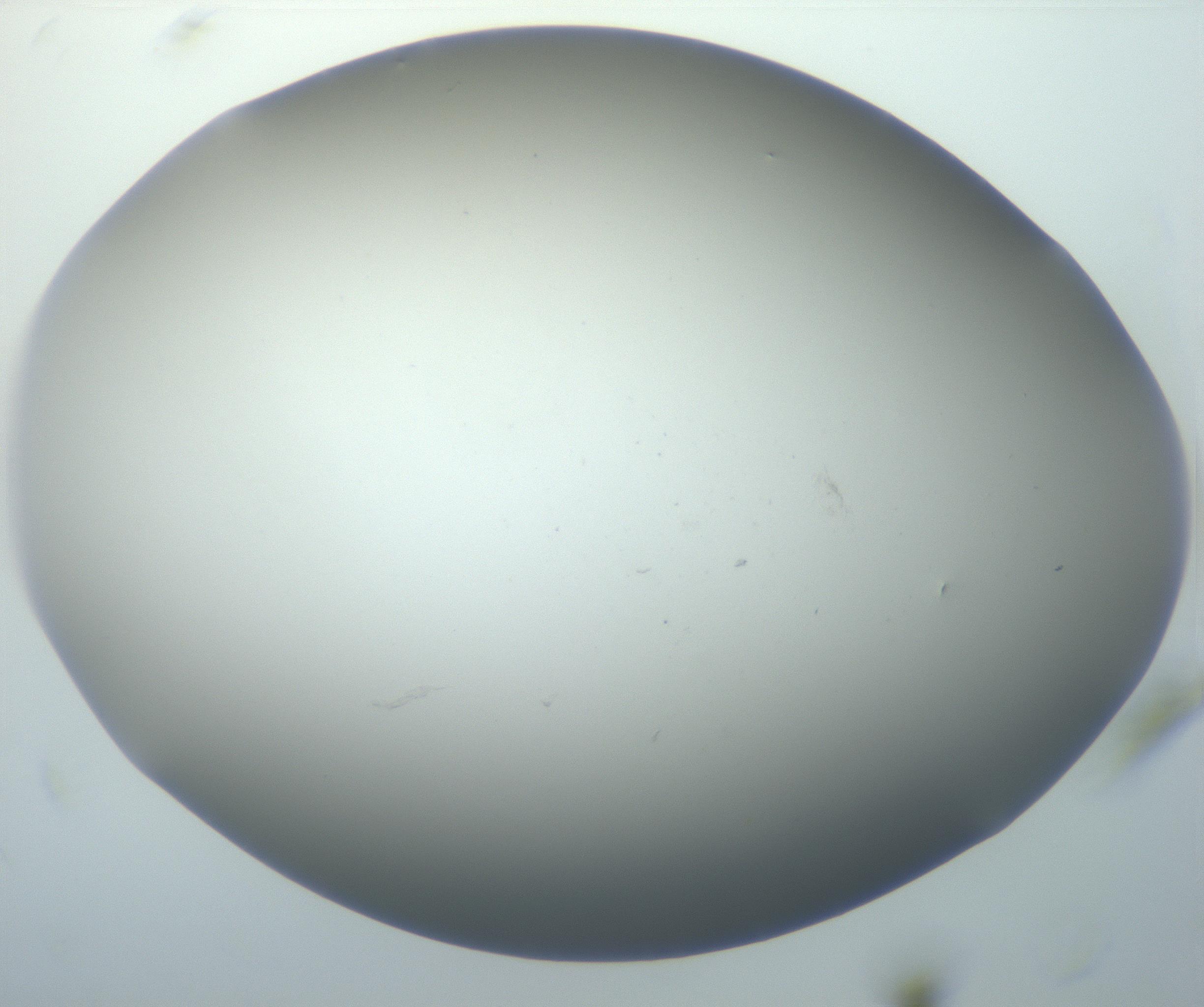 RI01_03_000_0212_Proj1_Clon1_MC_0000MC102801_006_161013_12_08_01_00_99_002_001_RAI.jpg