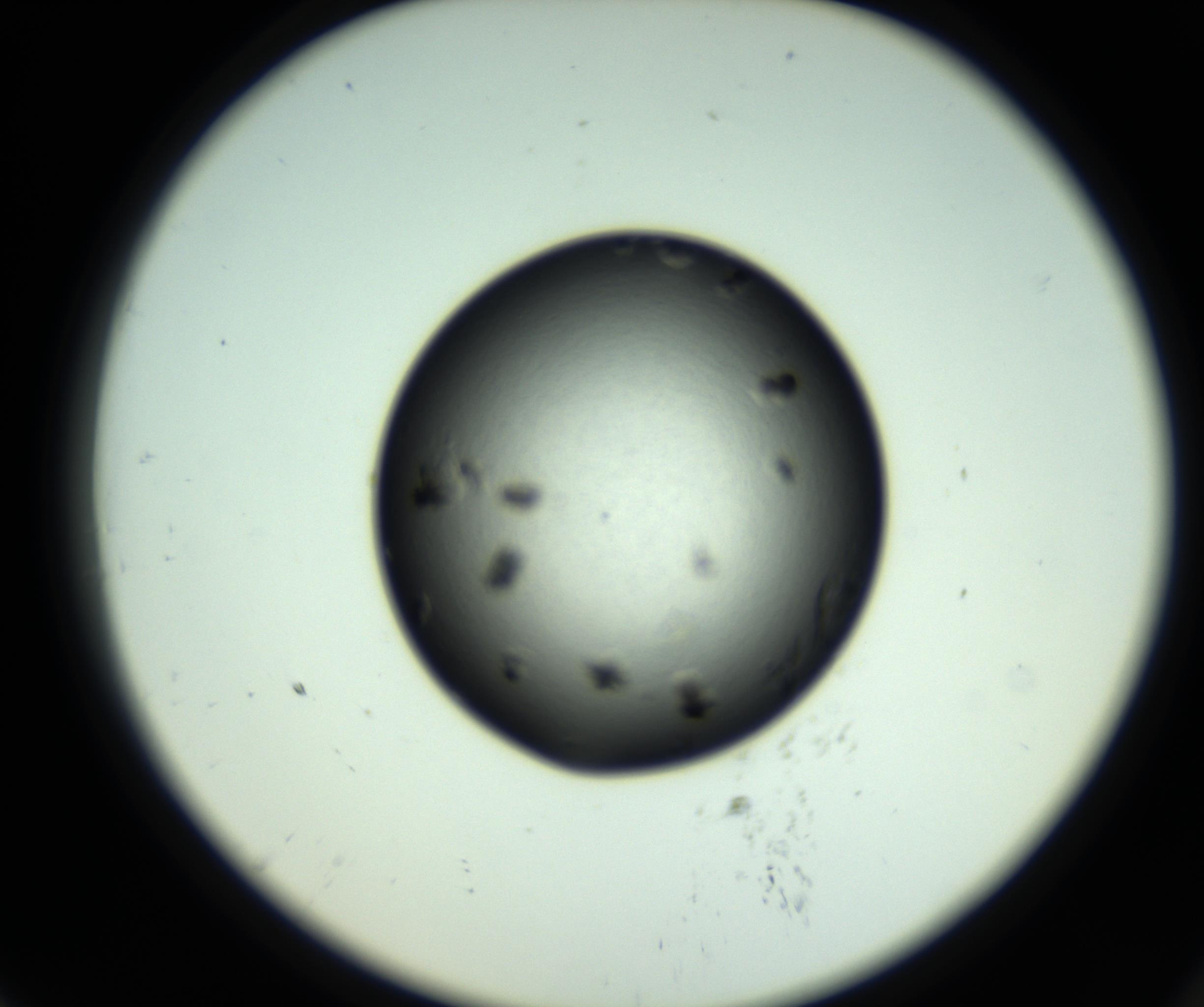 RI01_03_000_0212_Proj1_Clon1_MC_0000MC102802_007_161011_07_07_02_00_98_002_001_RAI.jpg