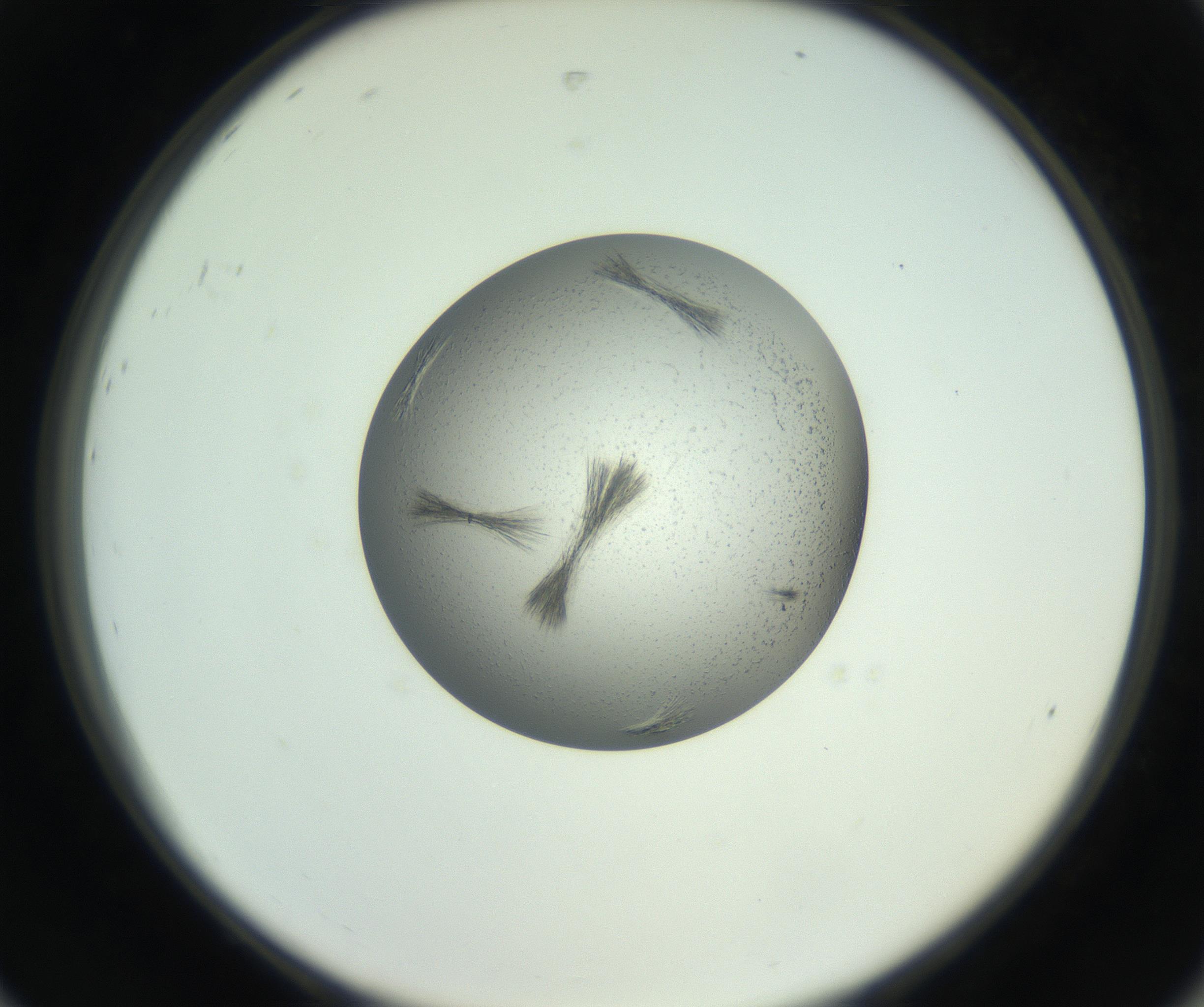 RI01_03_000_0212_Proj1_Clon1_MC_0000MC102803_004_161002_08_08_02_00_99_002_001_RAI.jpg