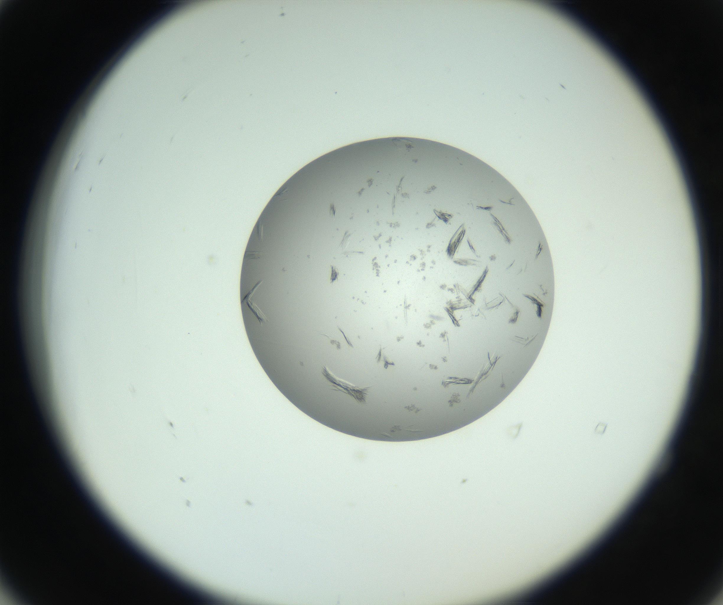 RI01_03_000_0212_Proj1_Clon1_MC_0000MC102803_006_161007_04_05_02_00_99_002_001_RAI.jpg