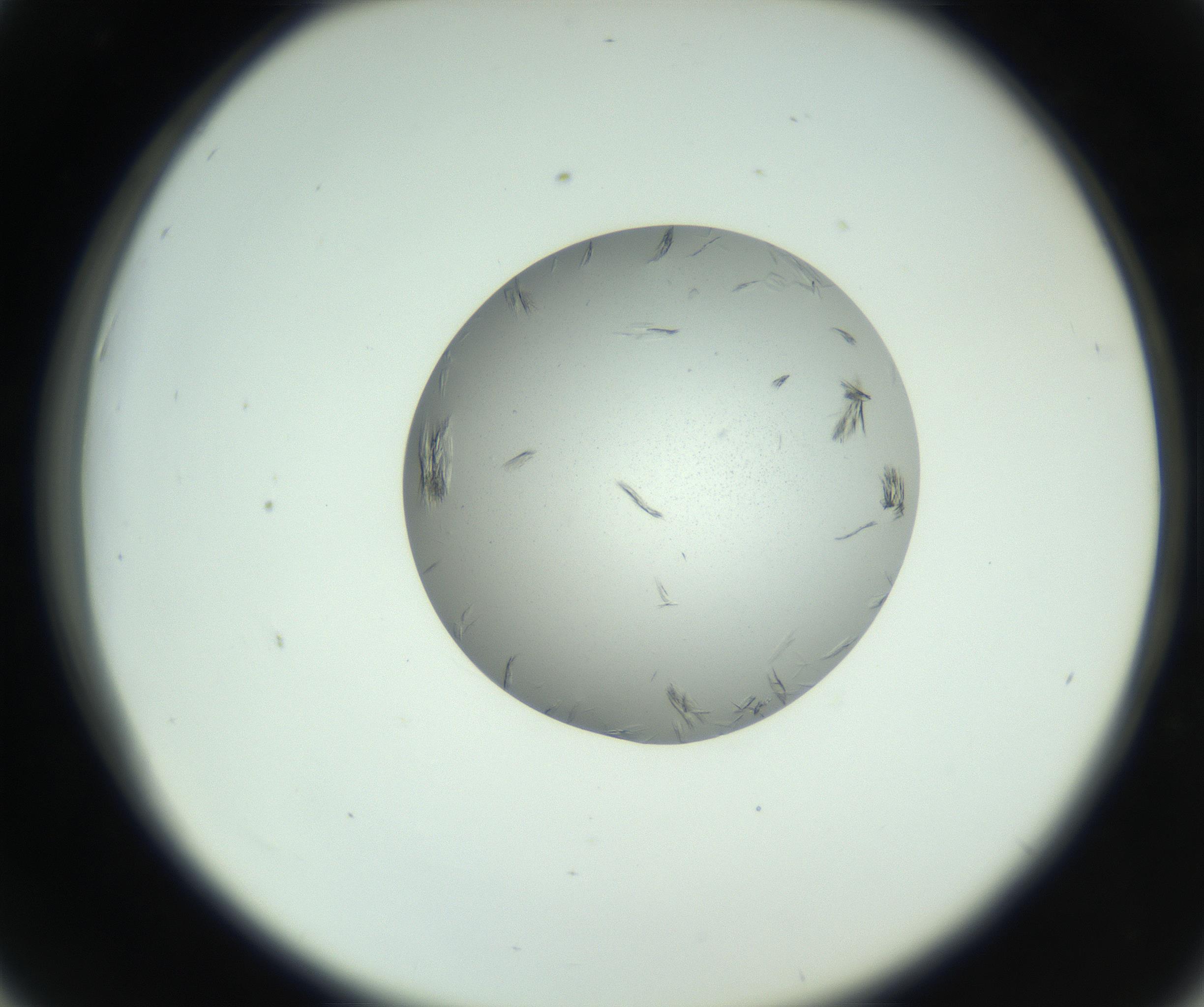 RI01_03_000_0212_Proj1_Clon1_MC_0000MC102803_006_161007_06_04_02_00_99_002_001_RAI.jpg