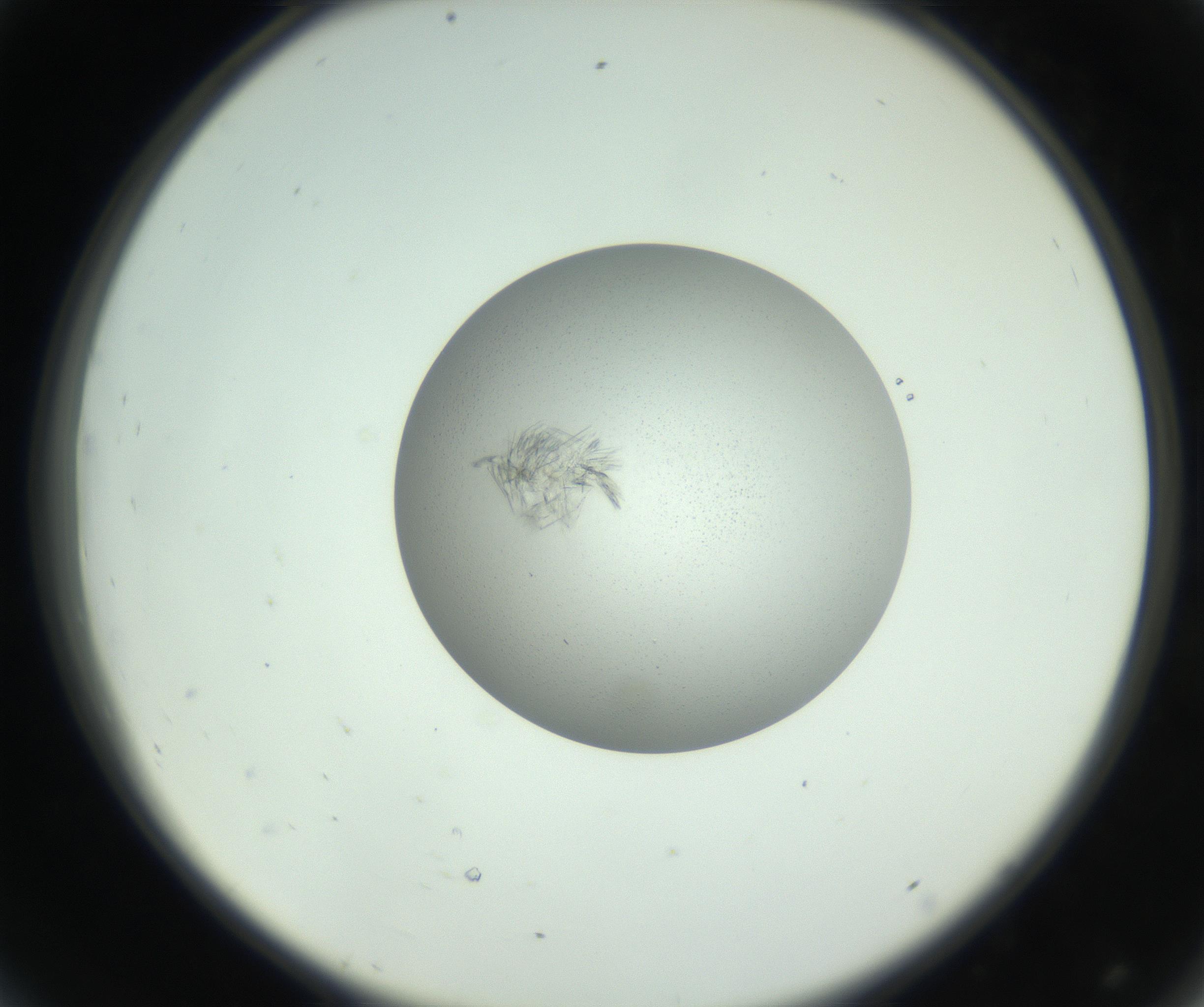 RI01_03_000_0212_Proj1_Clon1_MC_0000MC102803_006_161007_08_04_02_00_99_002_001_RAI.jpg