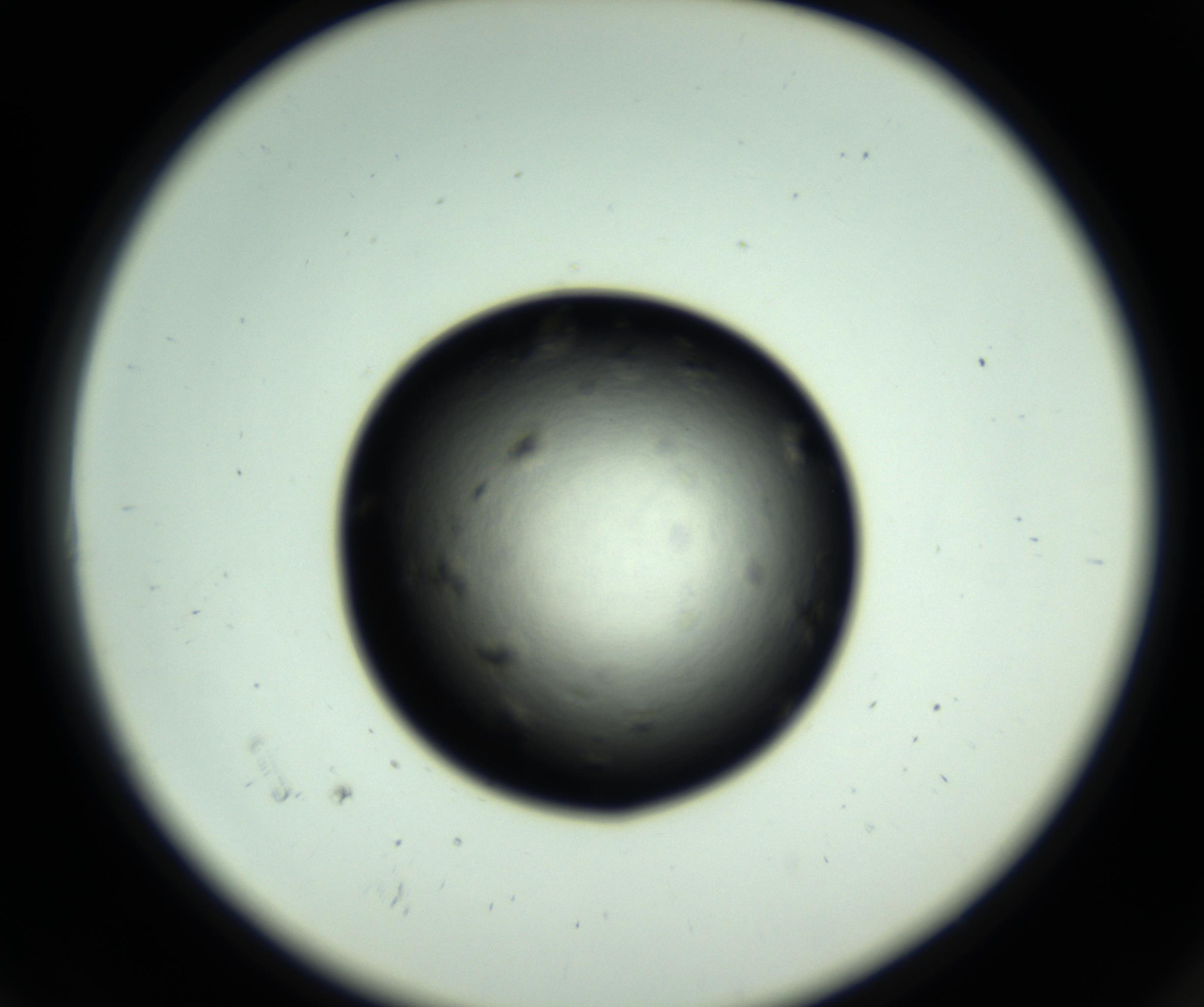 RI01_03_000_0212_Proj1_Clon1_MC_0000MC102803_007_161011_06_01_02_00_98_002_001_RAI.jpg