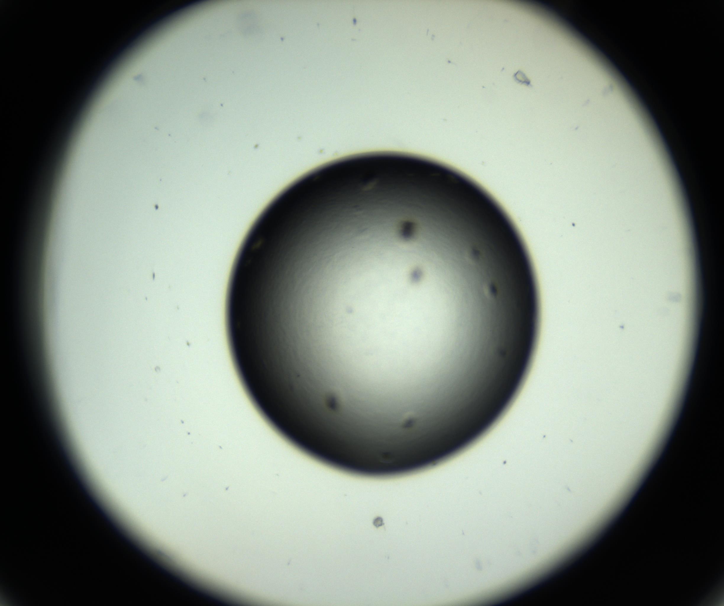 RI01_03_000_0212_Proj1_Clon1_MC_0000MC102803_007_161011_06_02_02_00_98_002_001_RAI.jpg
