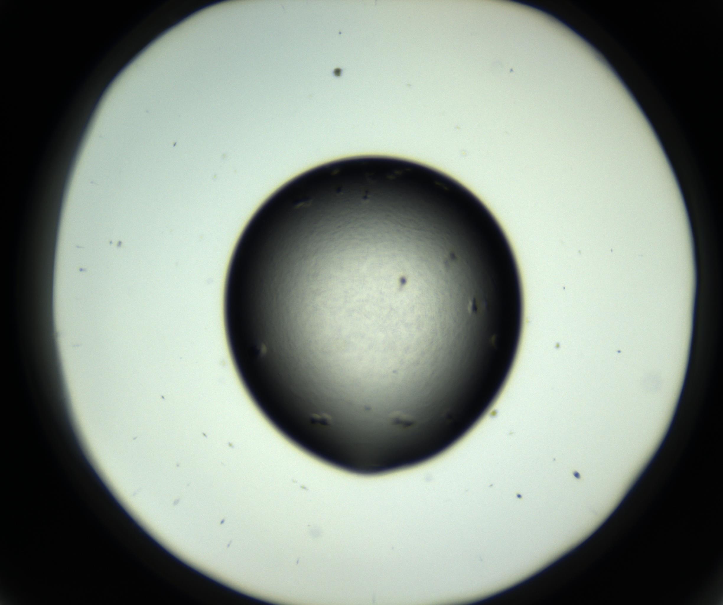 RI01_03_000_0212_Proj1_Clon1_MC_0000MC102803_007_161011_09_03_02_00_98_002_001_RAI.jpg