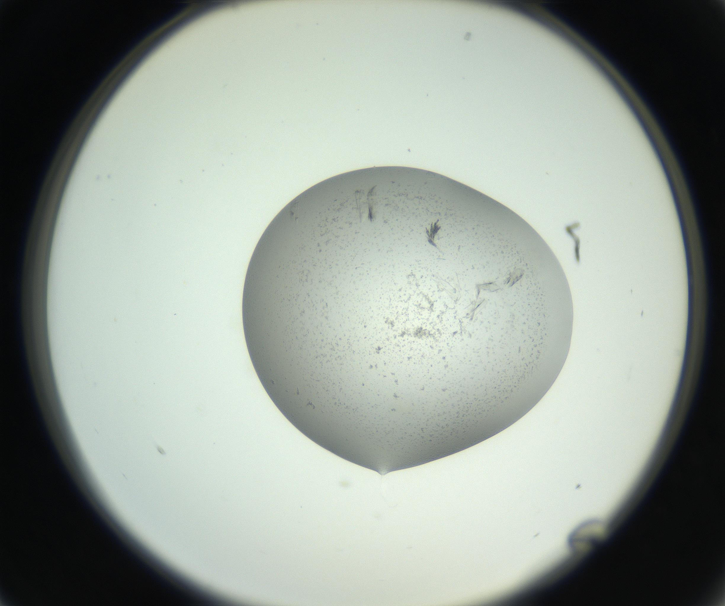RI01_03_000_0212_Proj1_Clon1_MC_0000MC102804_004_161002_01_02_02_00_99_002_001_RAI.jpg