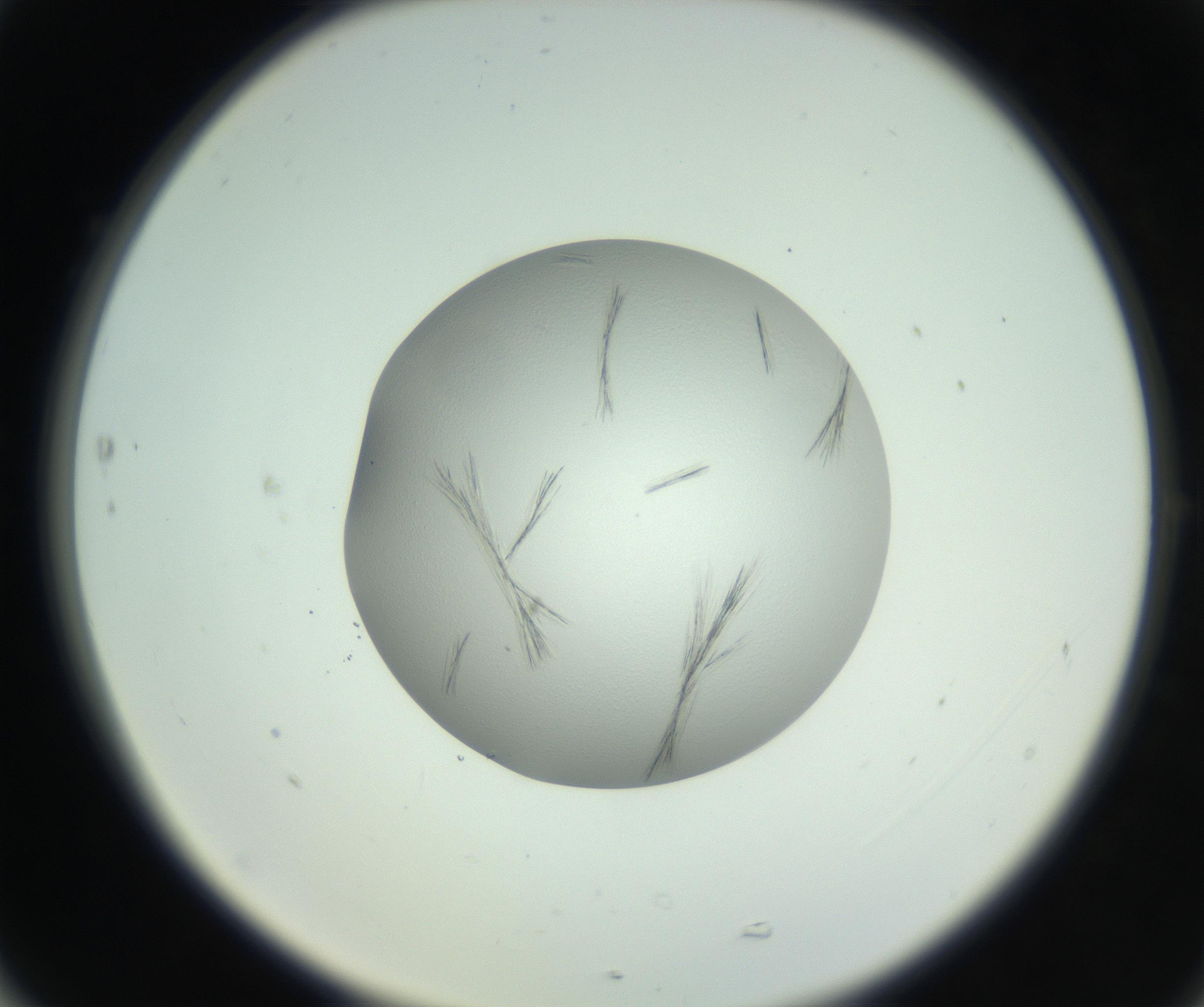 RI01_03_000_0212_Proj1_Clon1_MC_0000MC102804_006_161007_05_07_02_00_99_002_001_RAI.jpg