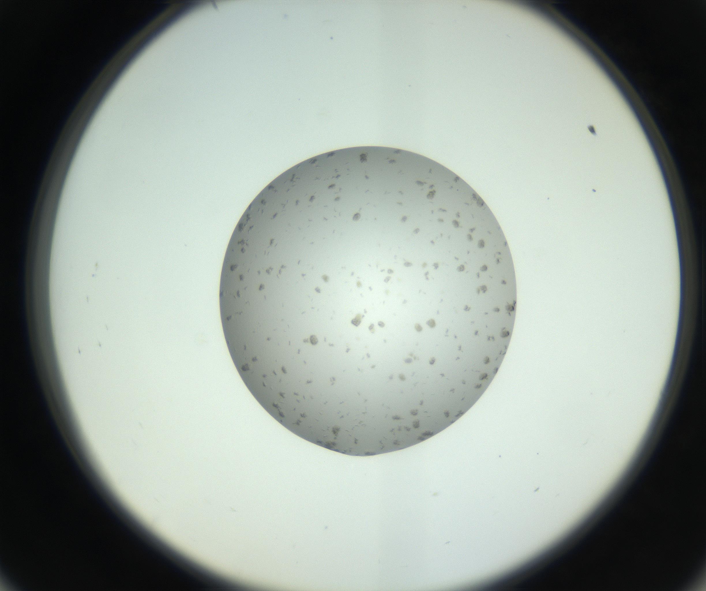 RI01_03_000_0212_Proj1_Clon1_MC_0000MC102804_006_161007_09_05_02_00_99_002_001_RAI.jpg