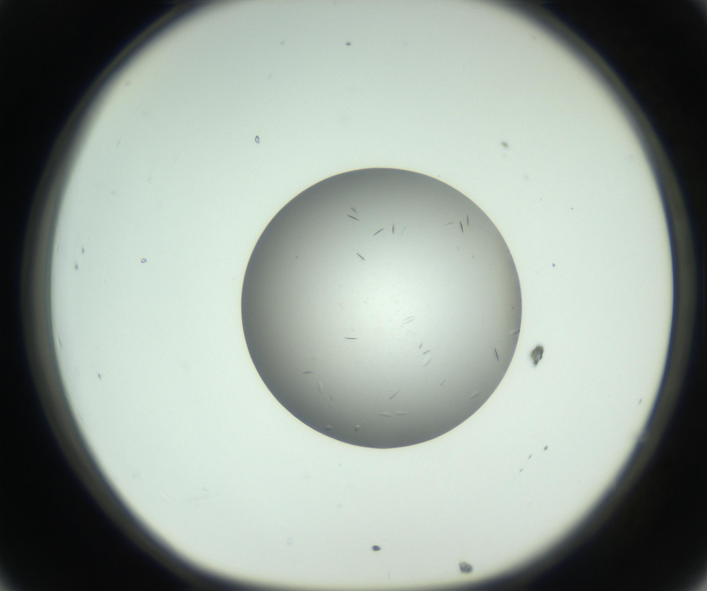 RI01_03_000_0212_Proj1_Clon1_MC_0000MC102806_006_161007_08_03_01_00_99_002_001_RAI.jpg