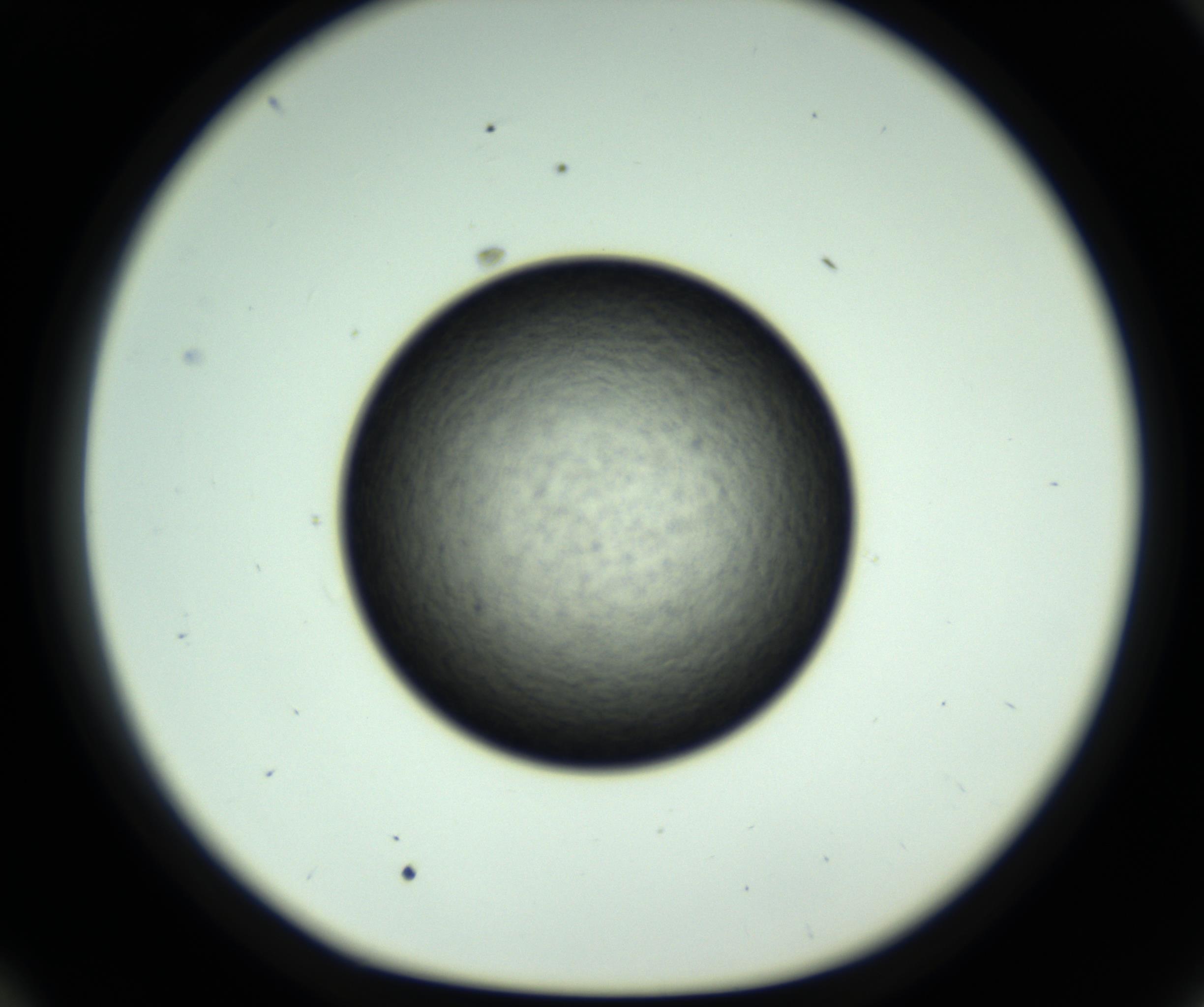 RI01_03_000_0212_Proj1_Clon1_MC_0000MC102806_007_161011_10_05_01_00_98_002_001_RAI.jpg
