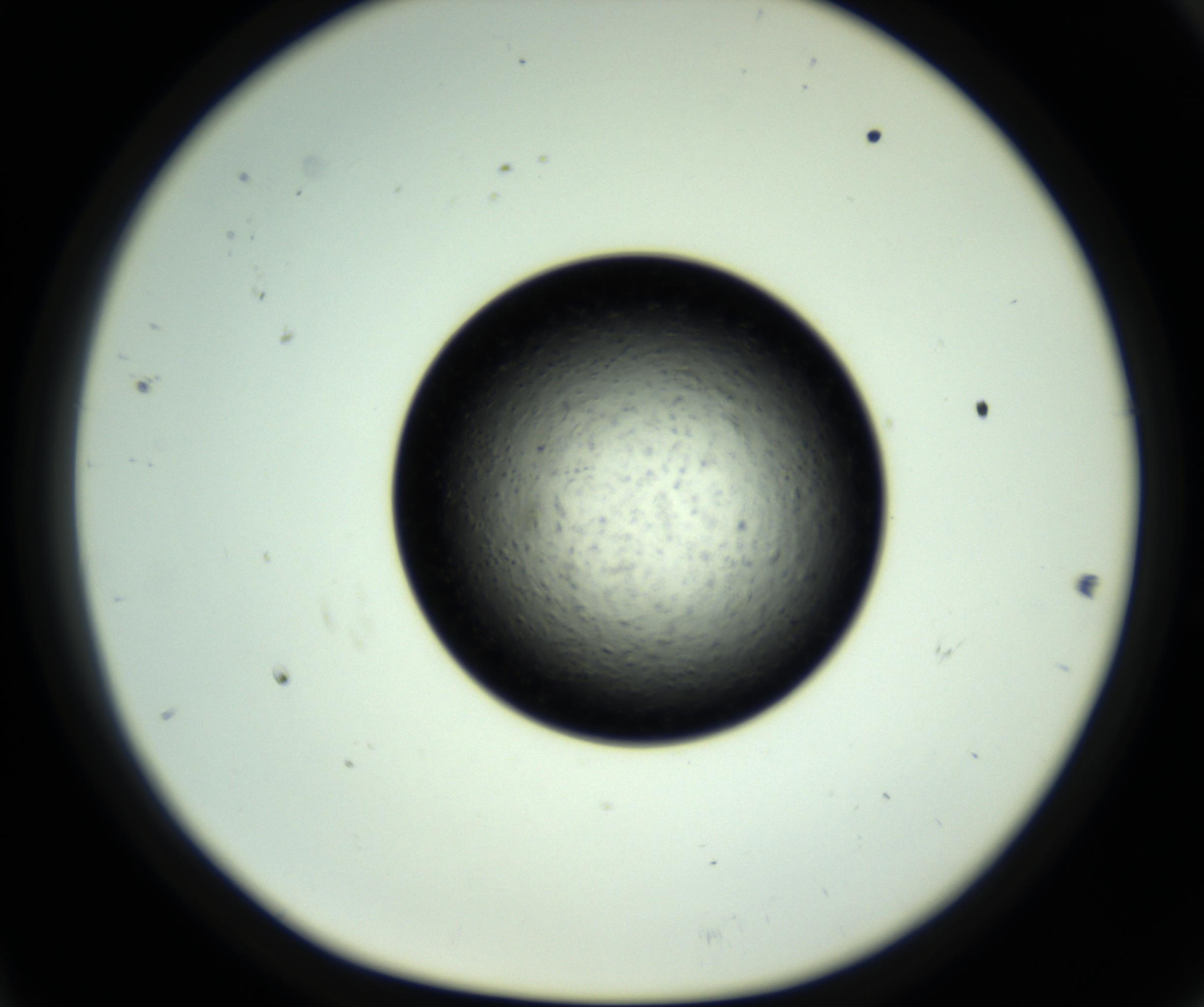 RI01_03_000_0212_Proj1_Clon1_MC_0000MC102806_007_161011_11_04_01_00_98_002_001_RAI.jpg