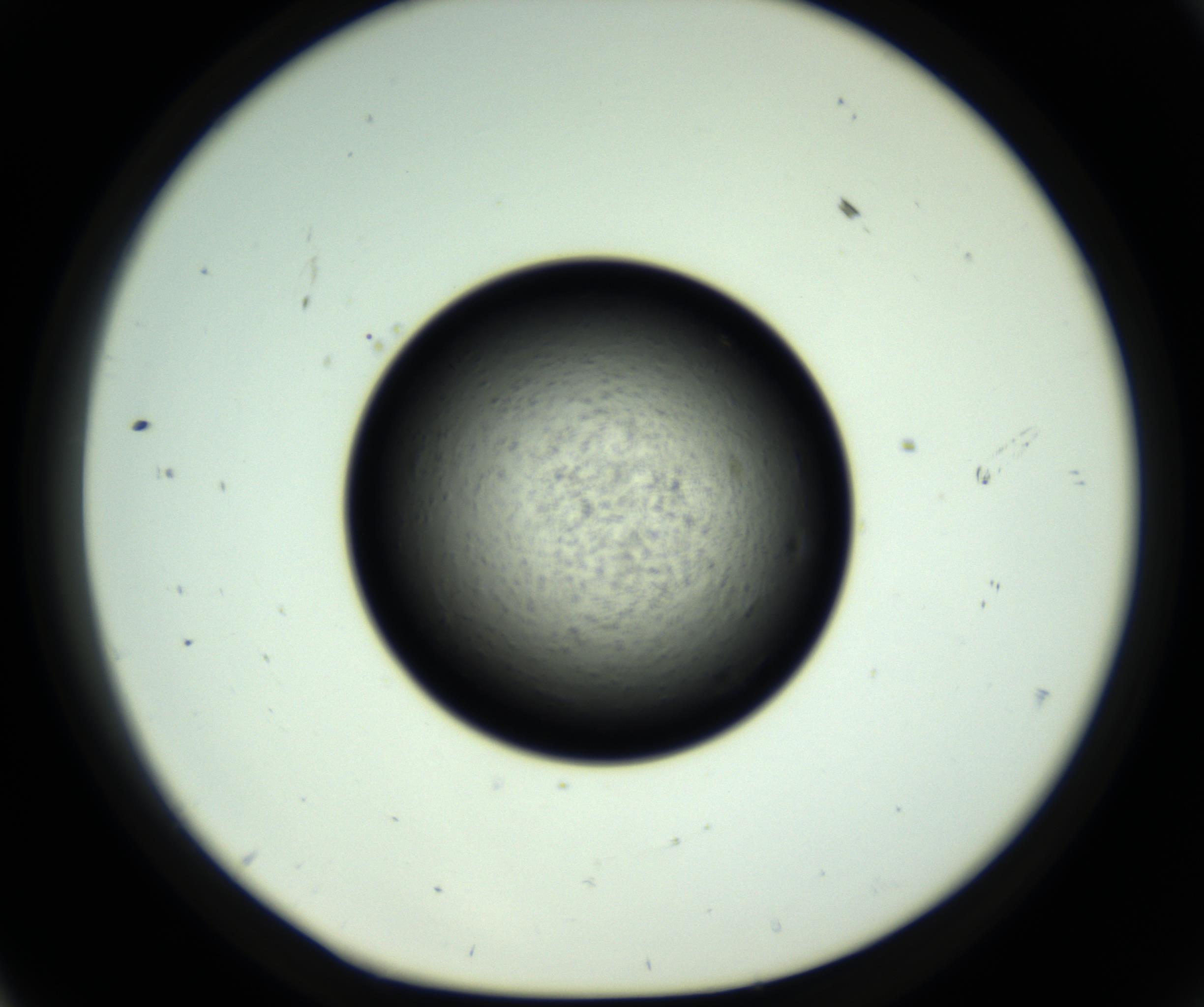 RI01_03_000_0212_Proj1_Clon1_MC_0000MC102806_007_161011_11_05_01_00_98_002_001_RAI.jpg