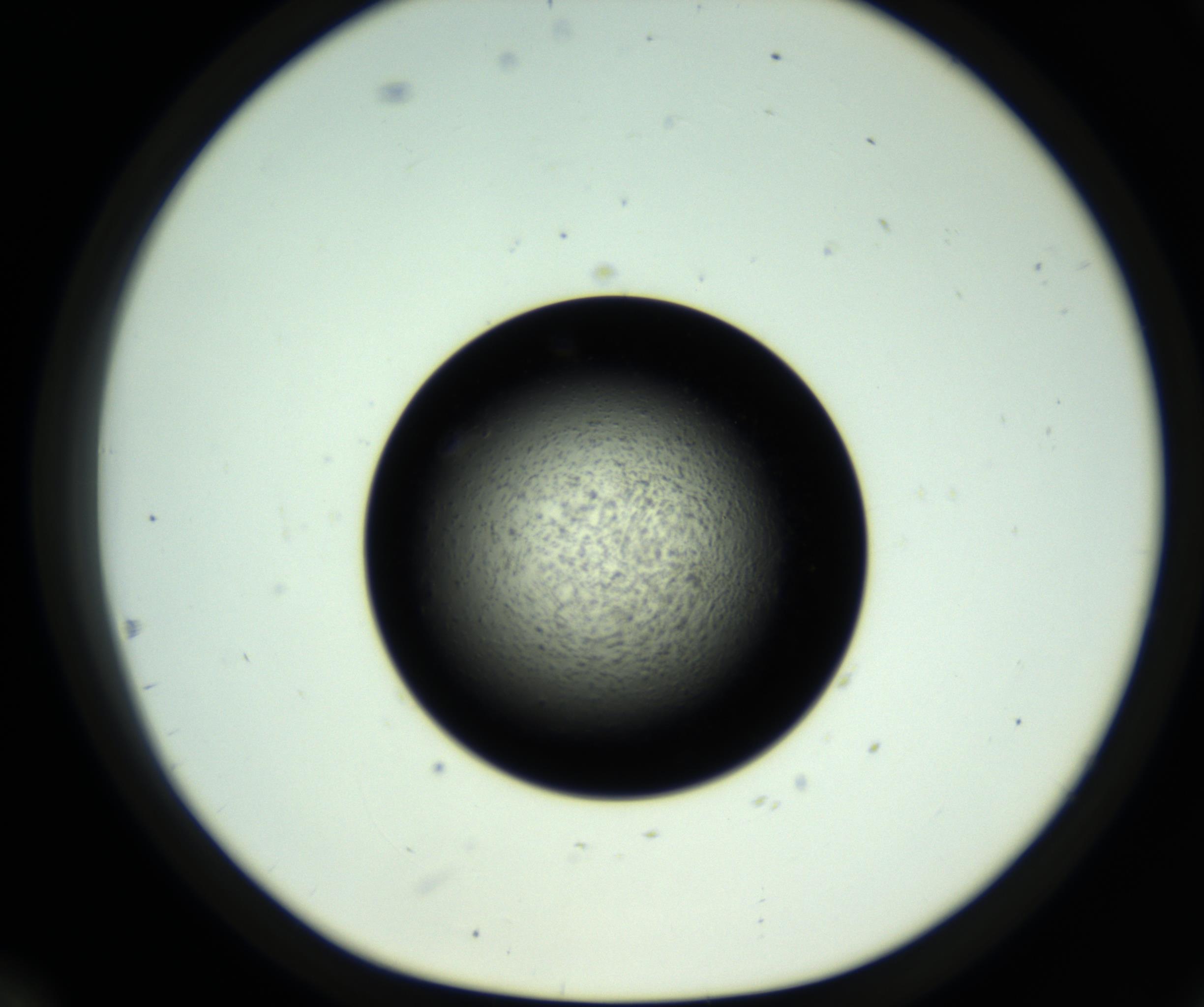 RI01_03_000_0212_Proj1_Clon1_MC_0000MC102806_007_161011_12_05_01_00_98_002_001_RAI.jpg