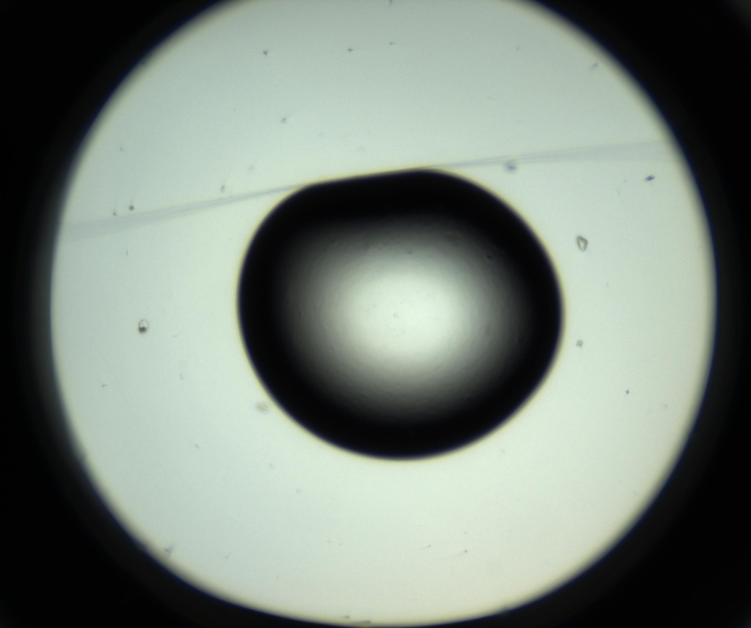 RI01_03_000_0212_Proj1_Clon1_MC_0000MC102808_006_161013_01_01_01_00_98_002_001_RAI.jpg