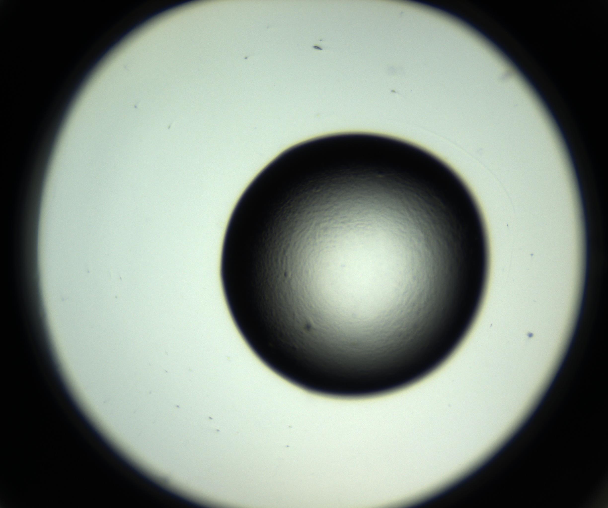 RI01_03_000_0212_Proj1_Clon1_MC_0000MC102808_006_161013_01_01_02_00_98_002_001_RAI.jpg