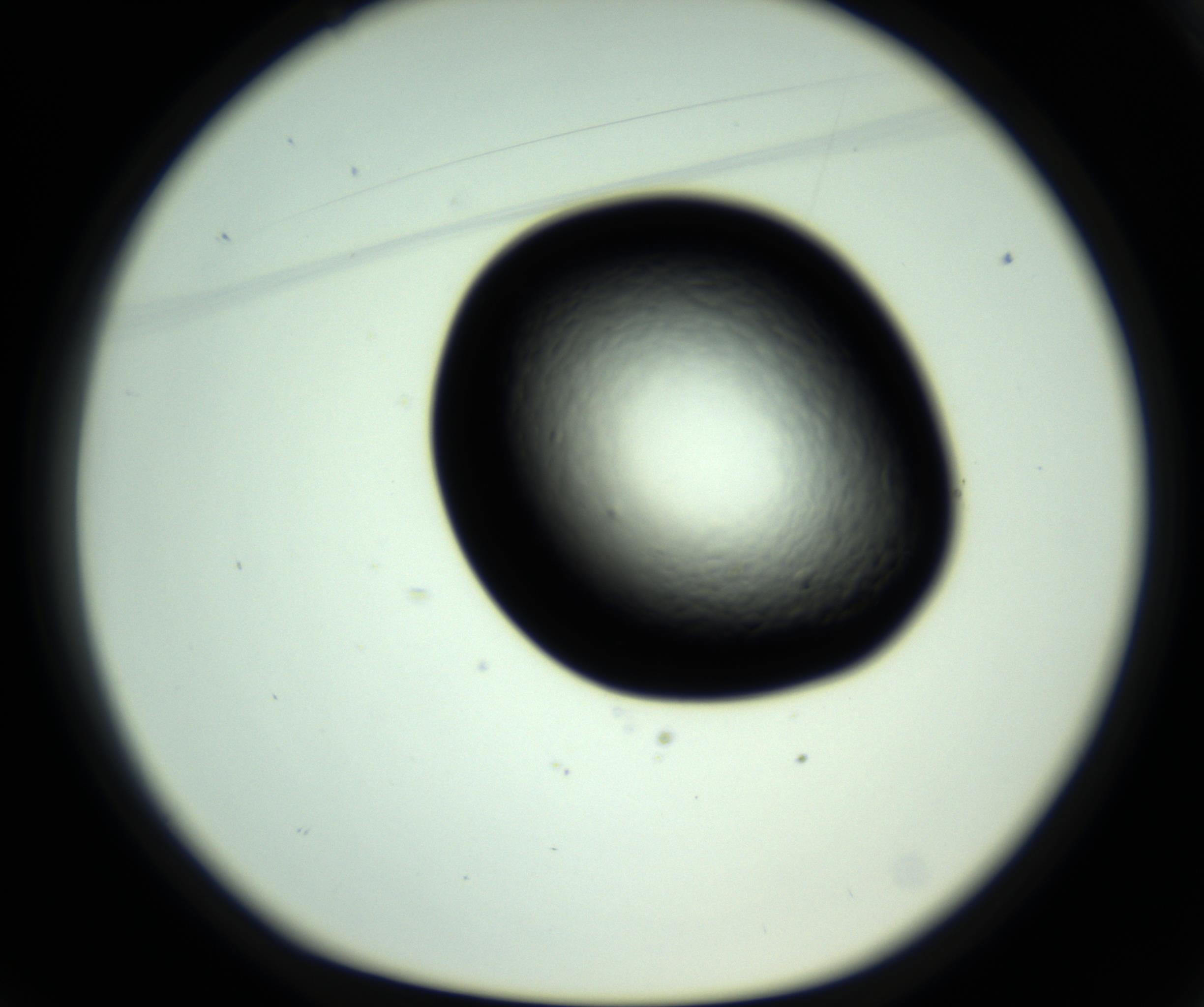 RI01_03_000_0212_Proj1_Clon1_MC_0000MC102808_006_161013_01_02_01_00_98_002_001_RAI.jpg