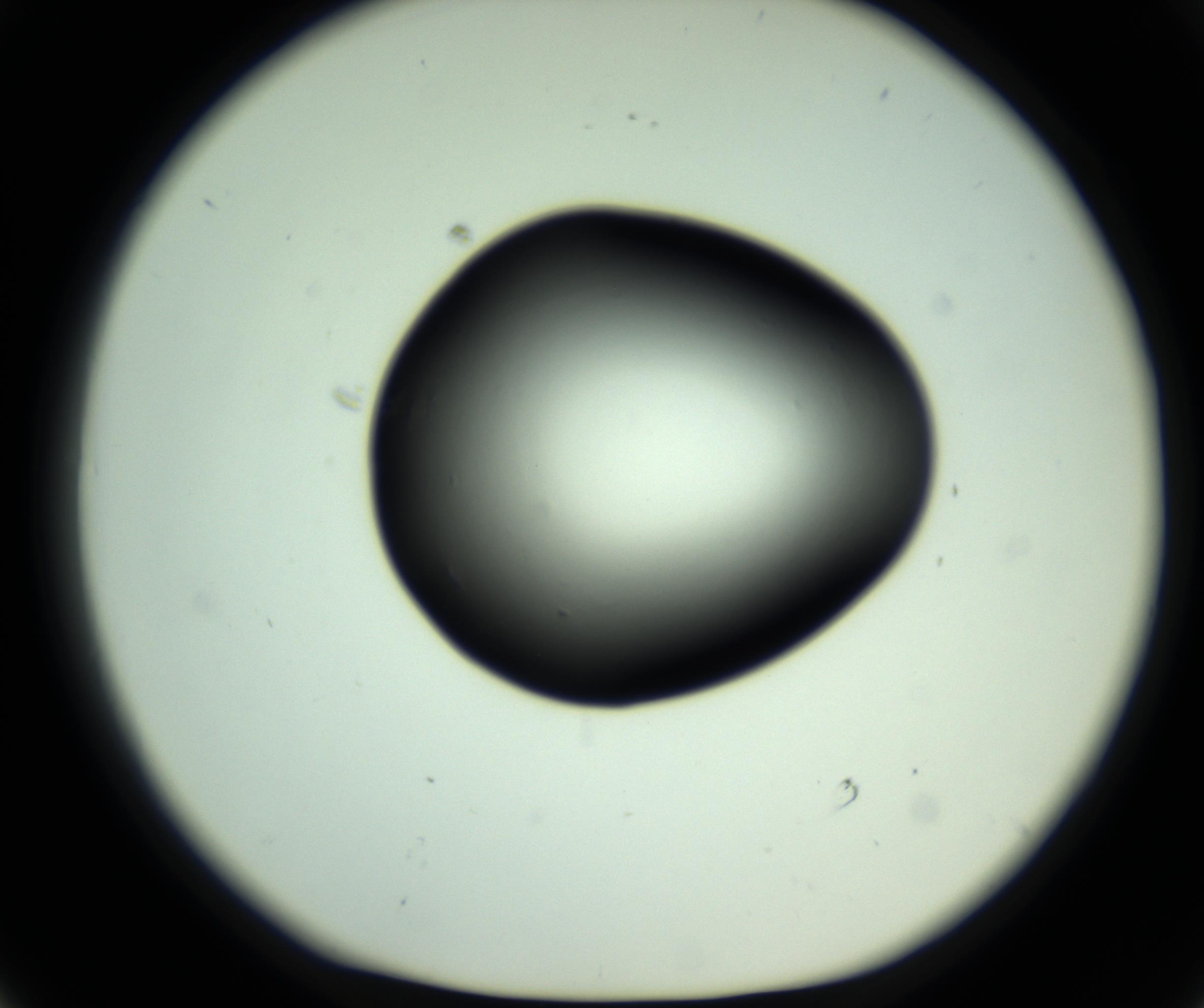 RI01_03_000_0212_Proj1_Clon1_MC_0000MC102808_006_161013_01_05_01_00_98_002_001_RAI.jpg