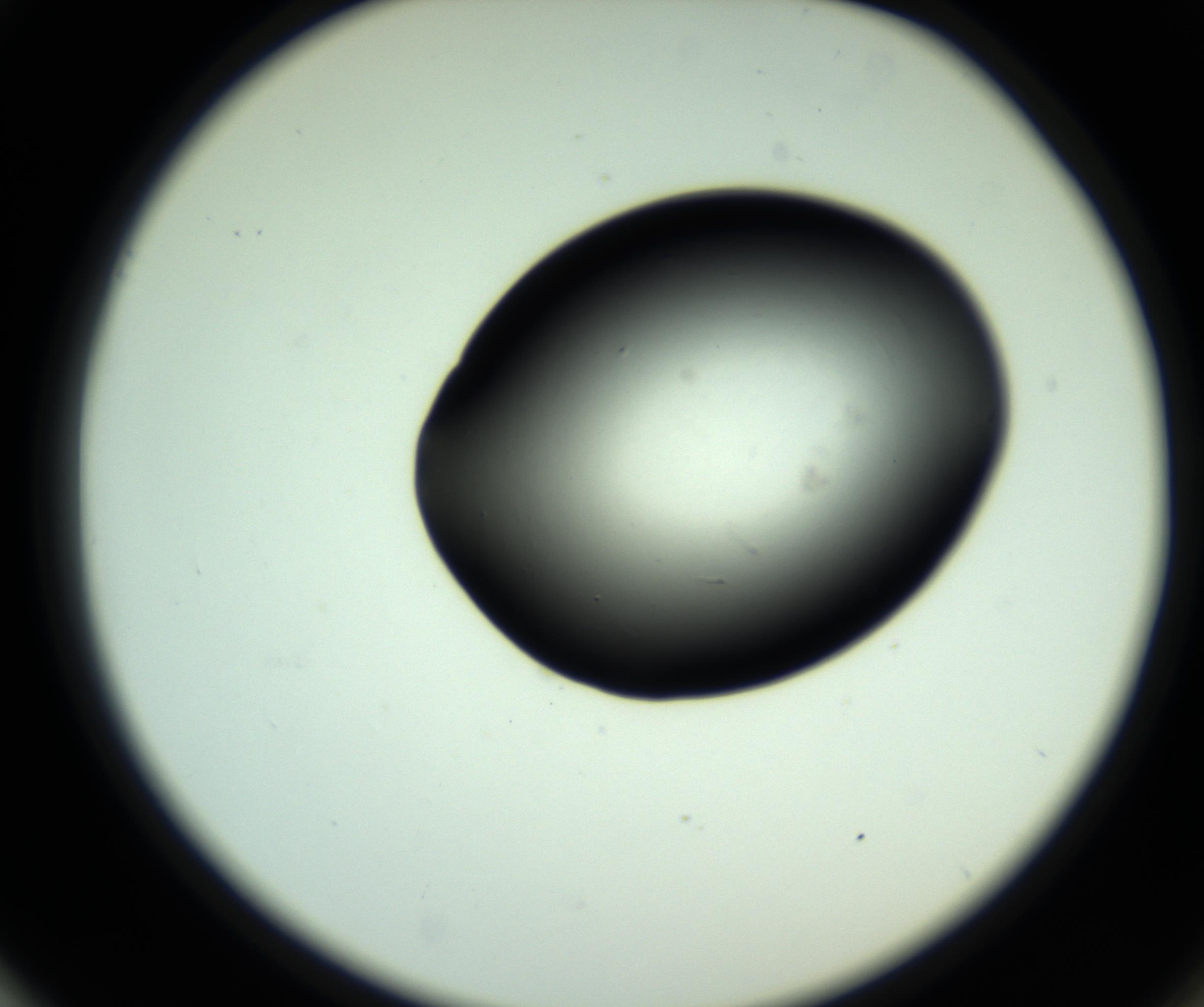 RI01_03_000_0212_Proj1_Clon1_MC_0000MC102808_006_161013_01_05_02_00_98_002_001_RAI.jpg