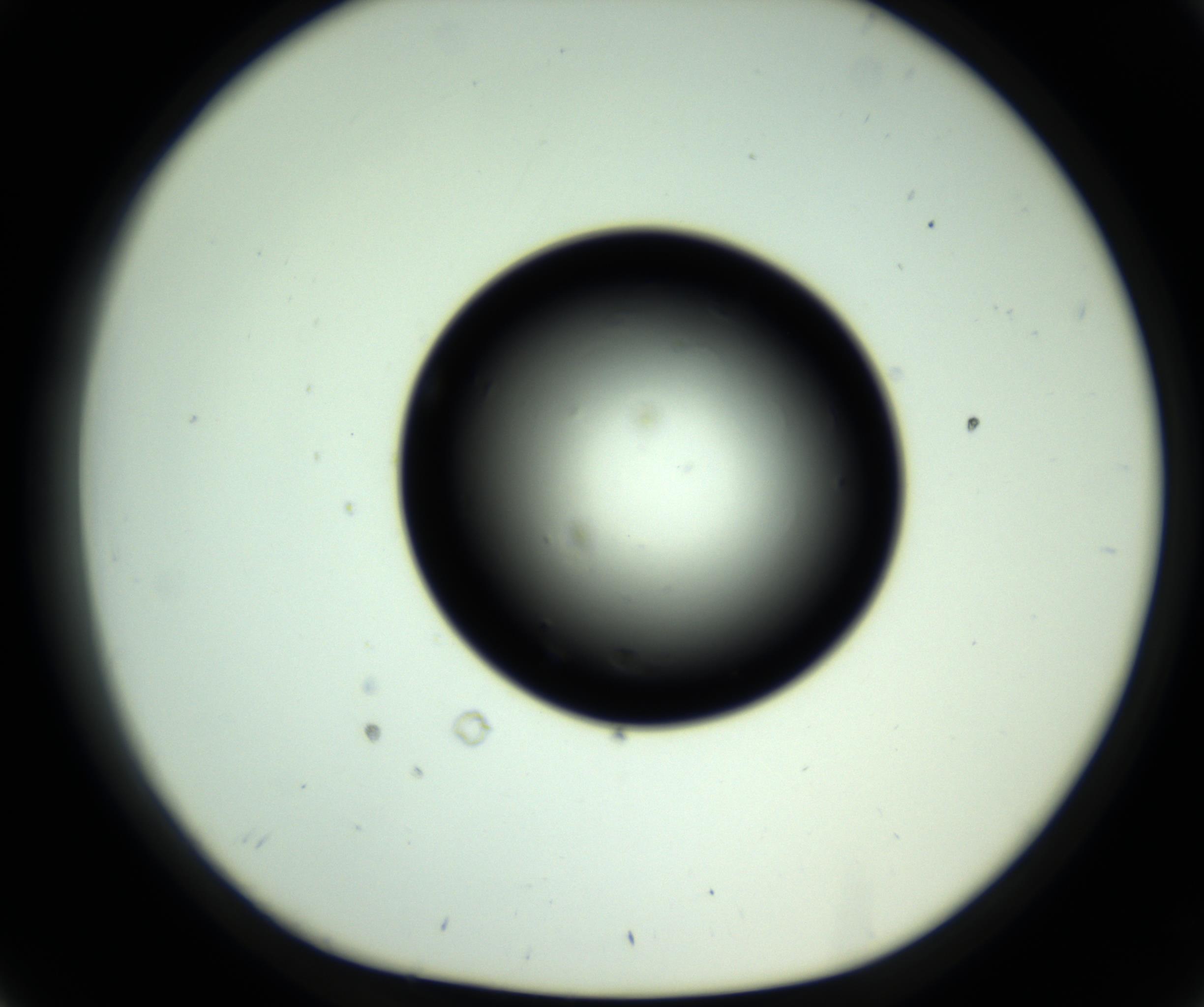 RI01_03_000_0212_Proj1_Clon1_MC_0000MC102808_006_161013_02_03_01_00_98_002_001_RAI.jpg
