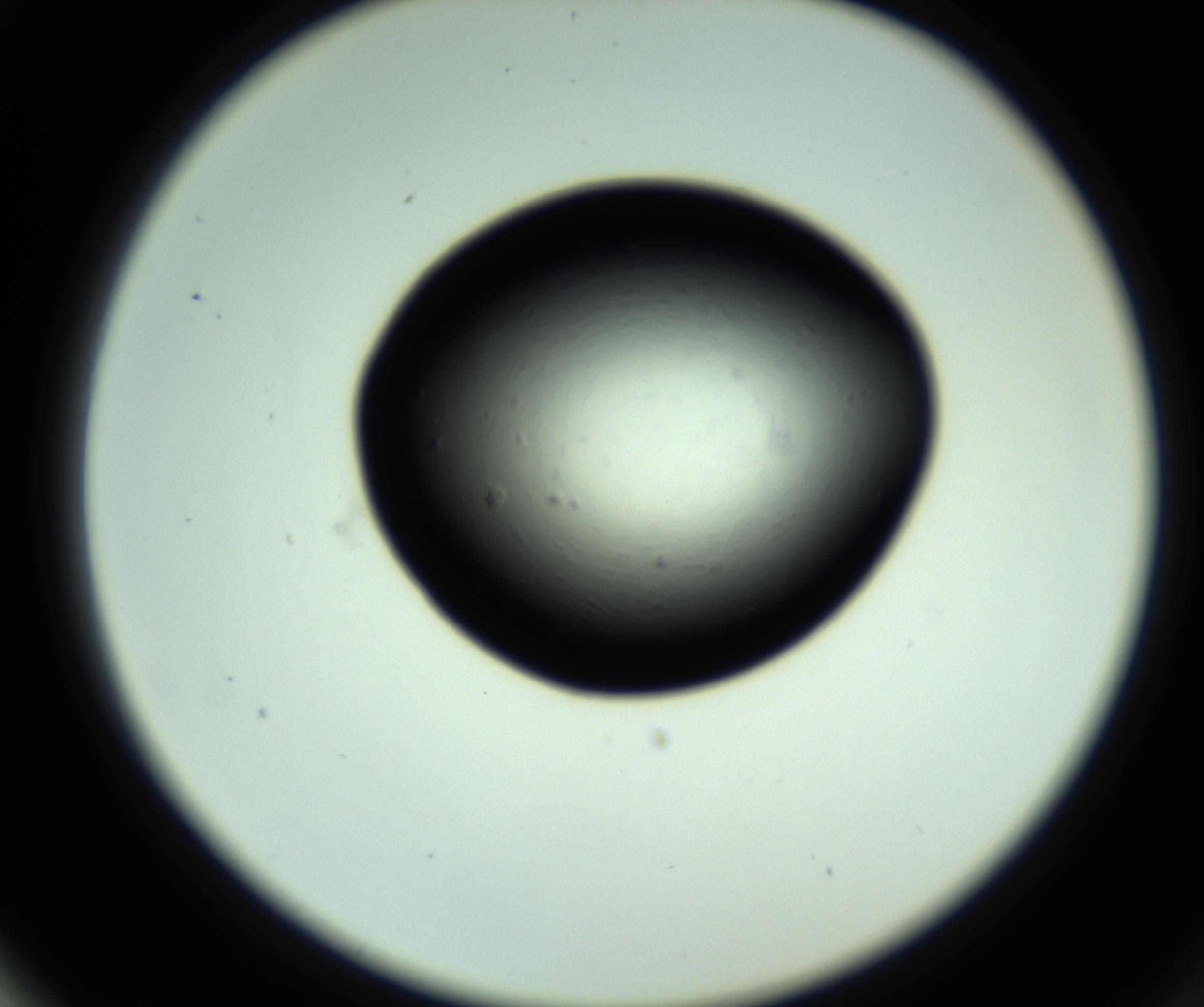 RI01_03_000_0212_Proj1_Clon1_MC_0000MC102808_006_161013_02_06_02_00_98_002_001_RAI.jpg