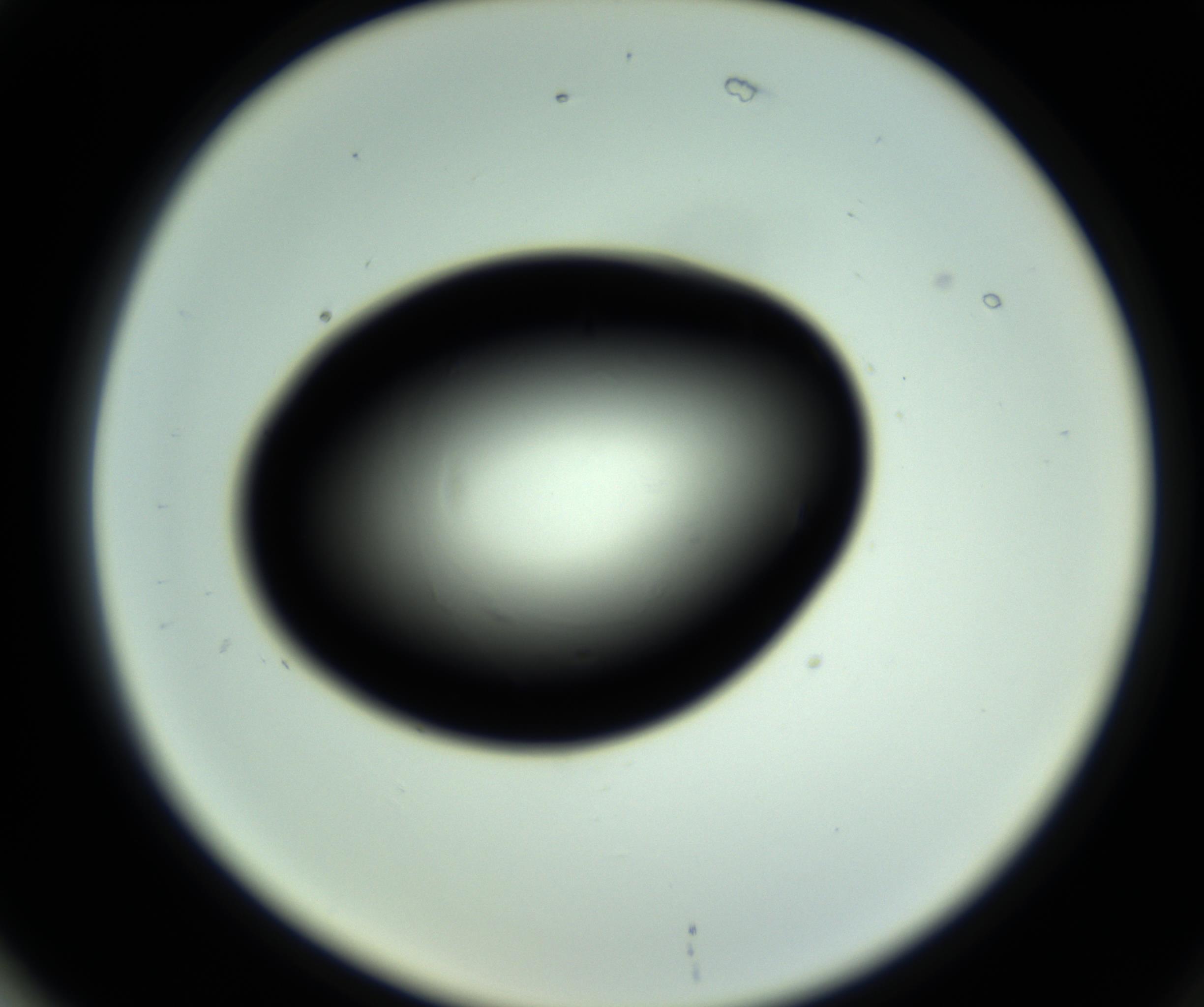 RI01_03_000_0212_Proj1_Clon1_MC_0000MC102808_006_161013_02_07_02_00_98_002_001_RAI.jpg