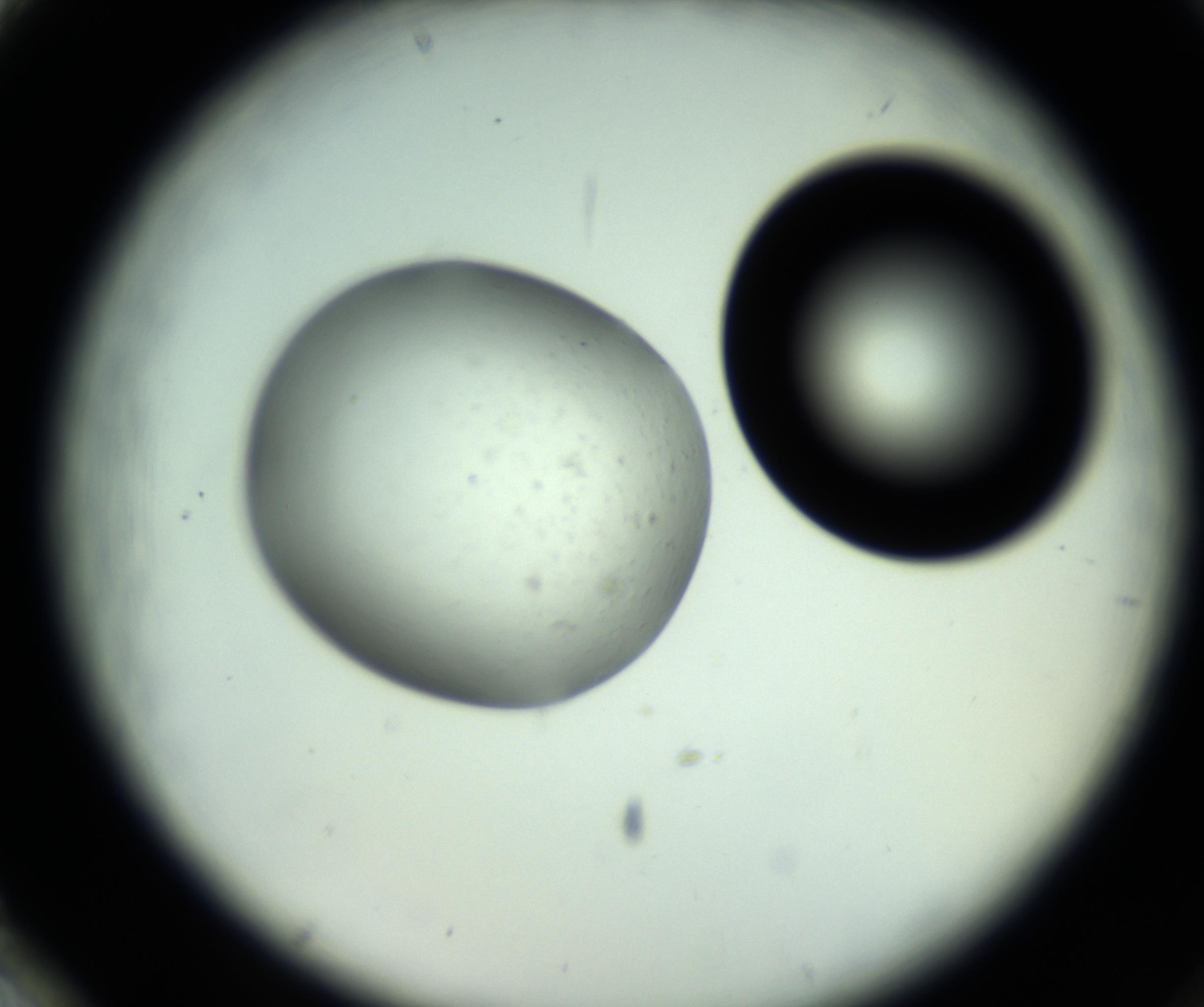 RI01_03_000_0212_Proj1_Clon1_MC_0000MC102808_006_161013_02_08_02_00_98_002_001_RAI.jpg