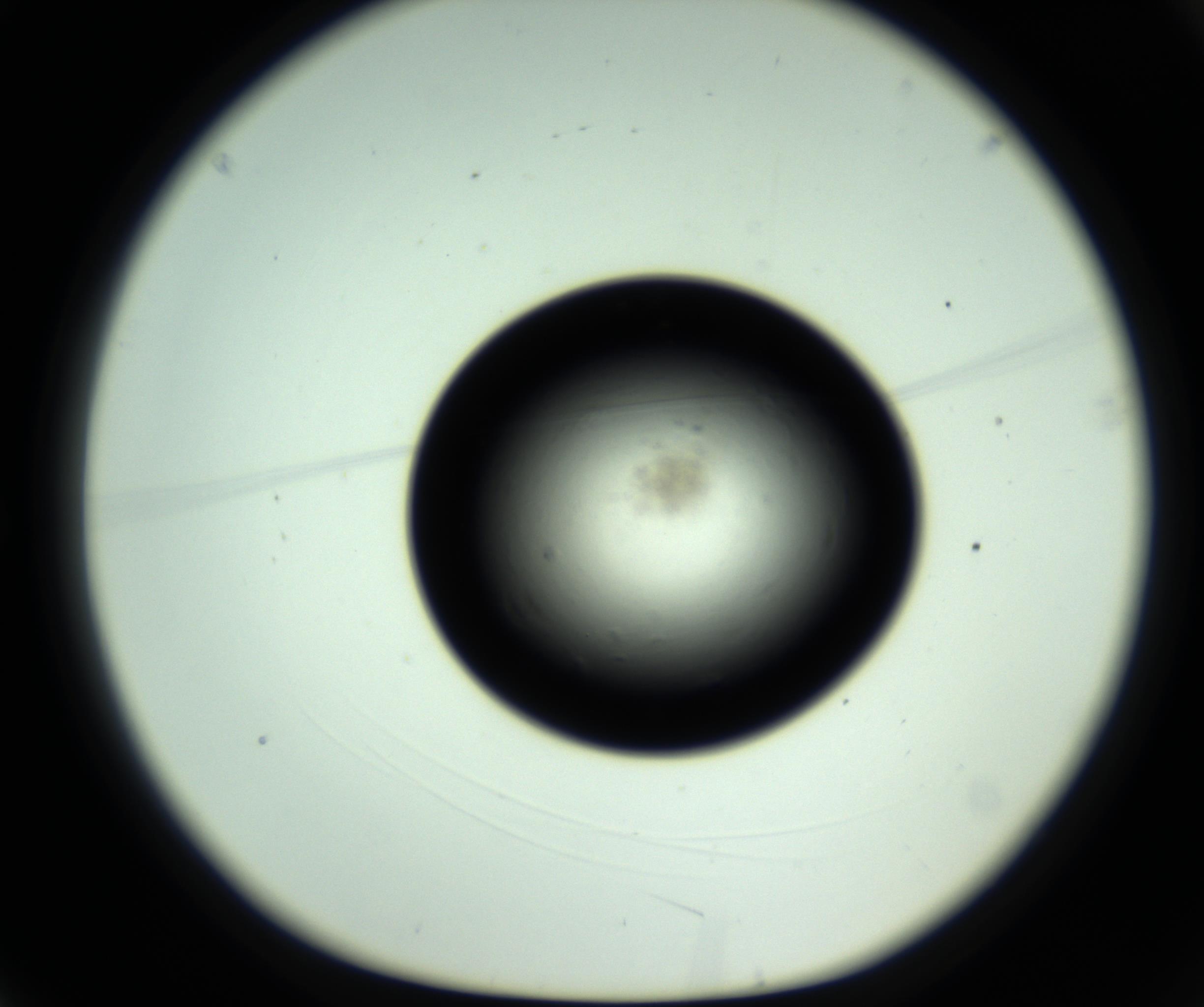 RI01_03_000_0212_Proj1_Clon1_MC_0000MC102808_006_161013_03_01_01_00_98_002_001_RAI.jpg
