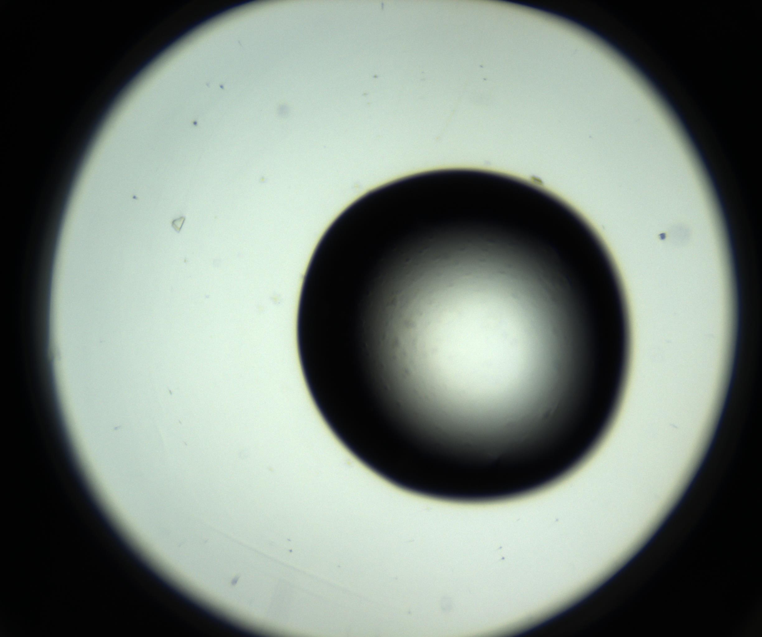 RI01_03_000_0212_Proj1_Clon1_MC_0000MC102808_006_161013_03_01_02_00_98_002_001_RAI.jpg