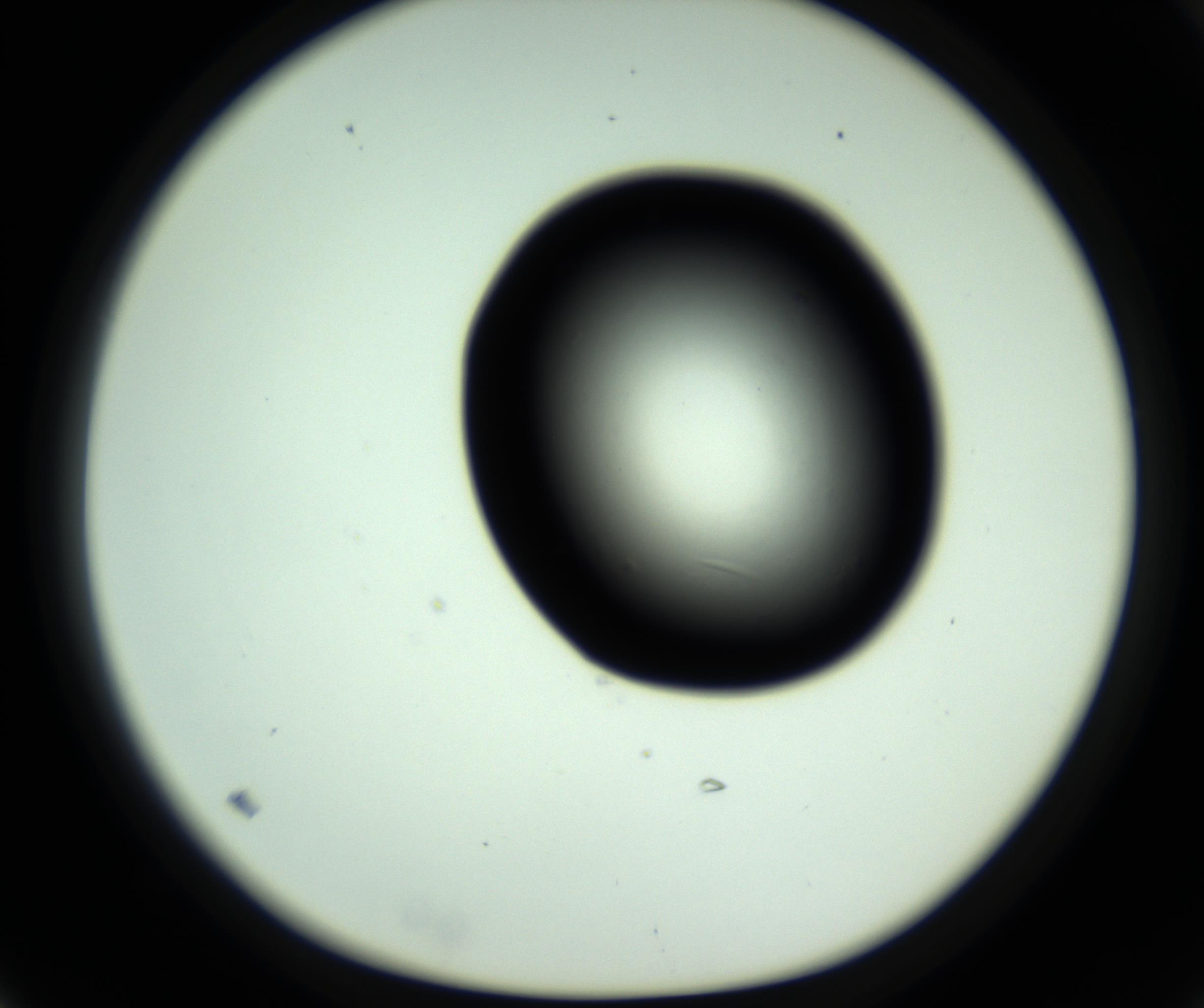 RI01_03_000_0212_Proj1_Clon1_MC_0000MC102808_006_161013_03_02_01_00_98_002_001_RAI.jpg