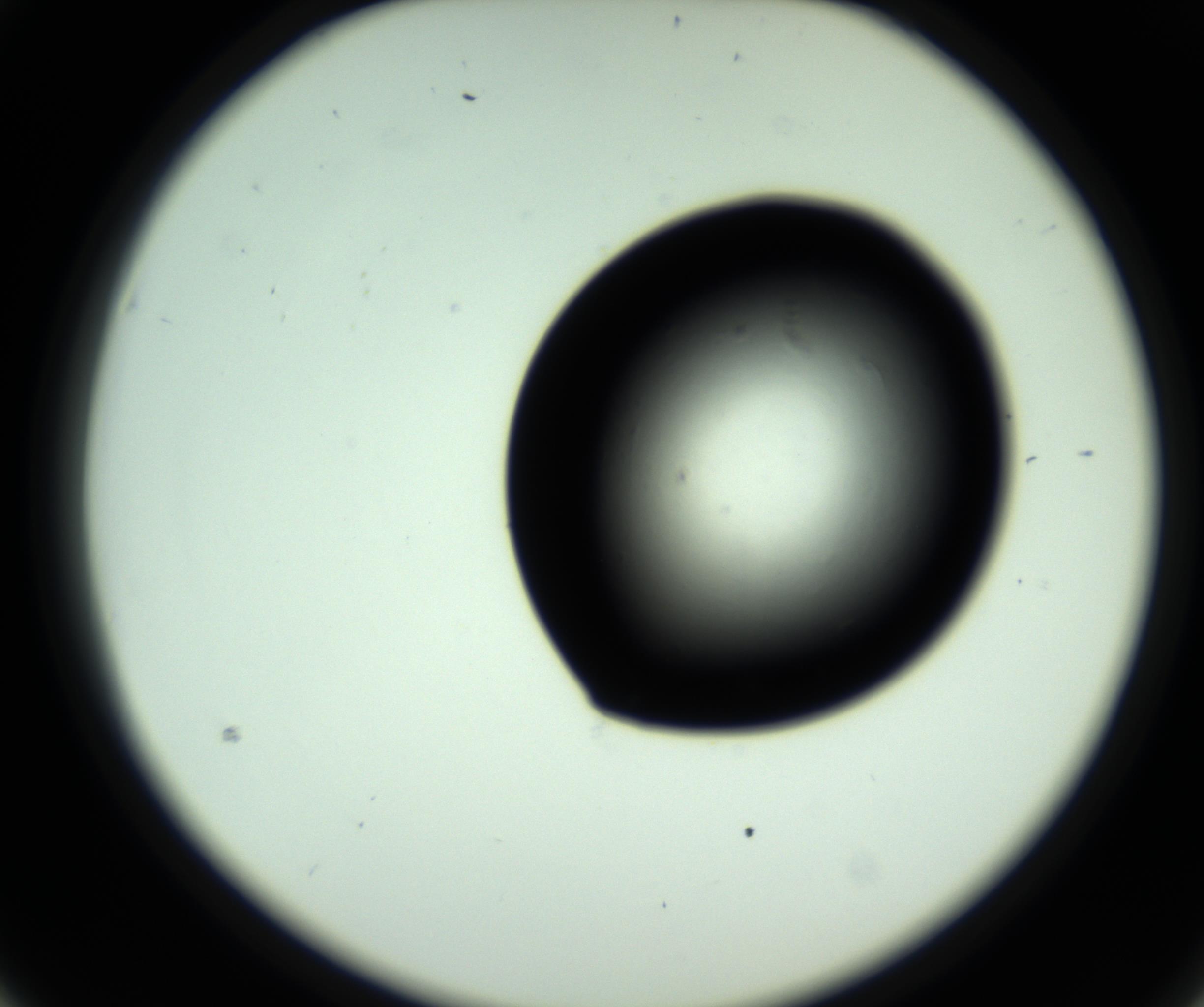 RI01_03_000_0212_Proj1_Clon1_MC_0000MC102808_006_161013_03_02_02_00_98_002_001_RAI.jpg