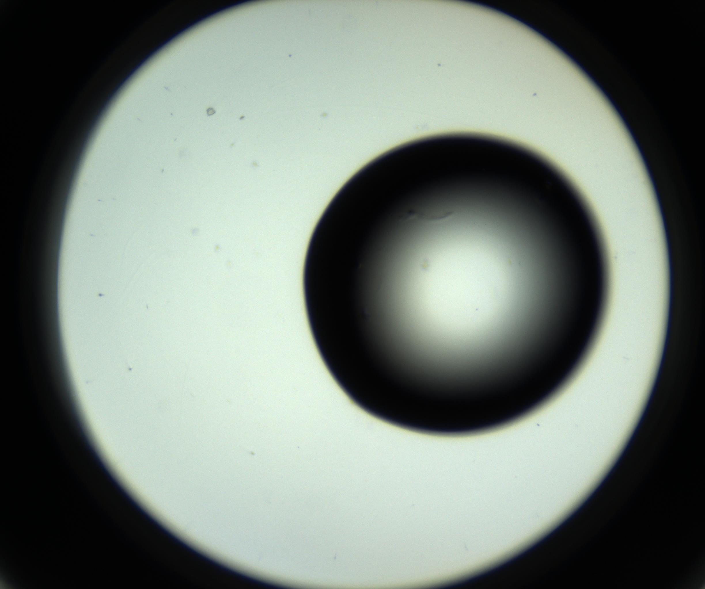 RI01_03_000_0212_Proj1_Clon1_MC_0000MC102808_006_161013_03_03_02_00_98_002_001_RAI.jpg