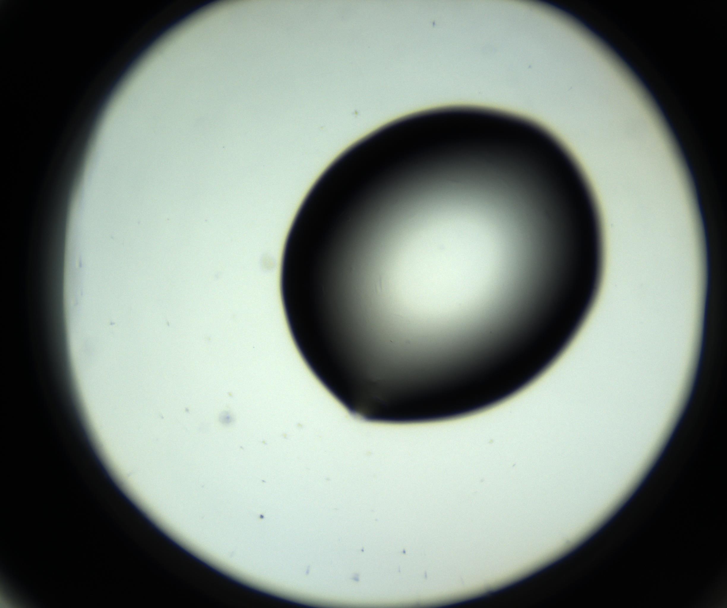 RI01_03_000_0212_Proj1_Clon1_MC_0000MC102808_006_161013_03_05_02_00_98_002_001_RAI.jpg