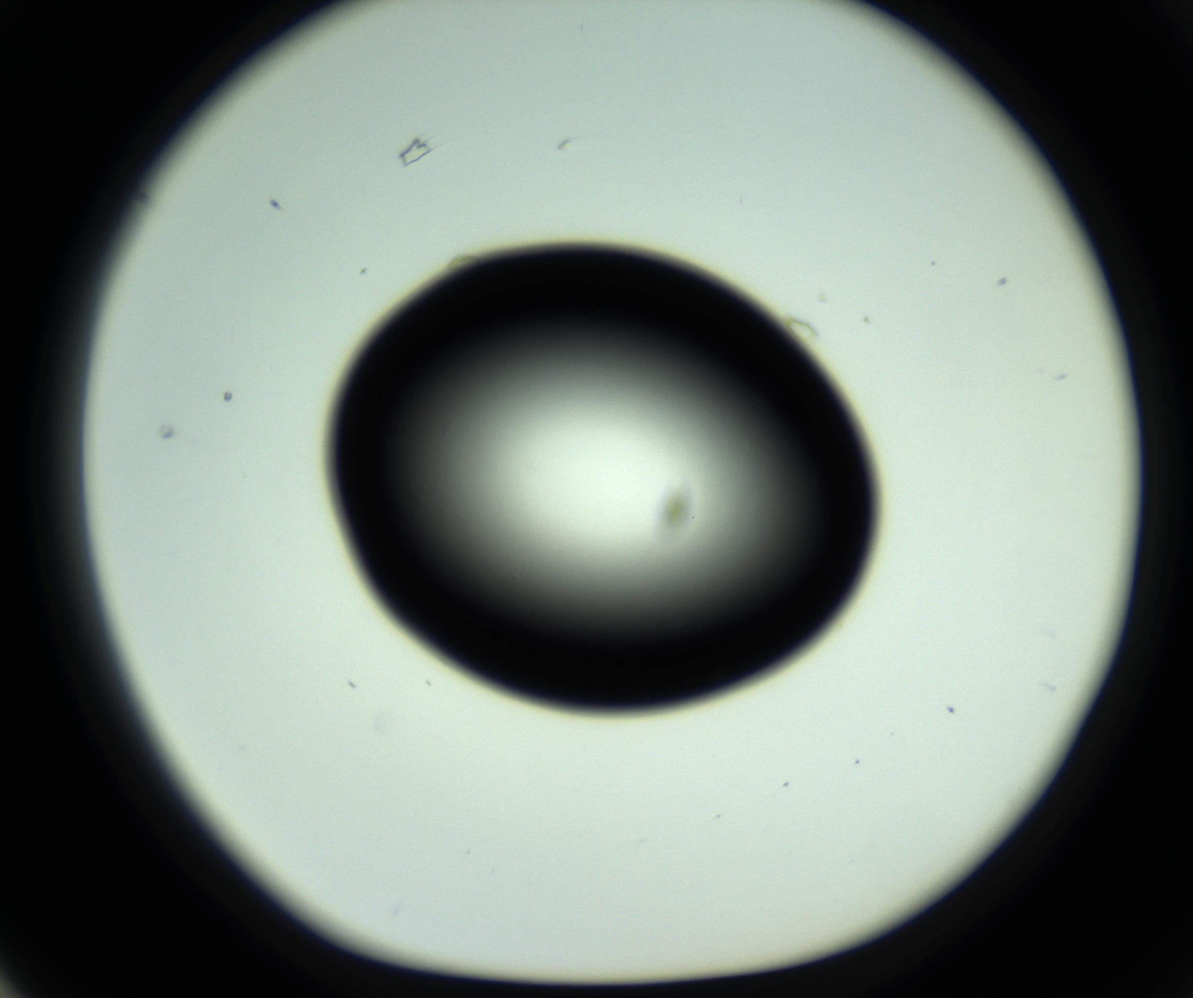 RI01_03_000_0212_Proj1_Clon1_MC_0000MC102808_006_161013_03_06_01_00_98_002_001_RAI.jpg