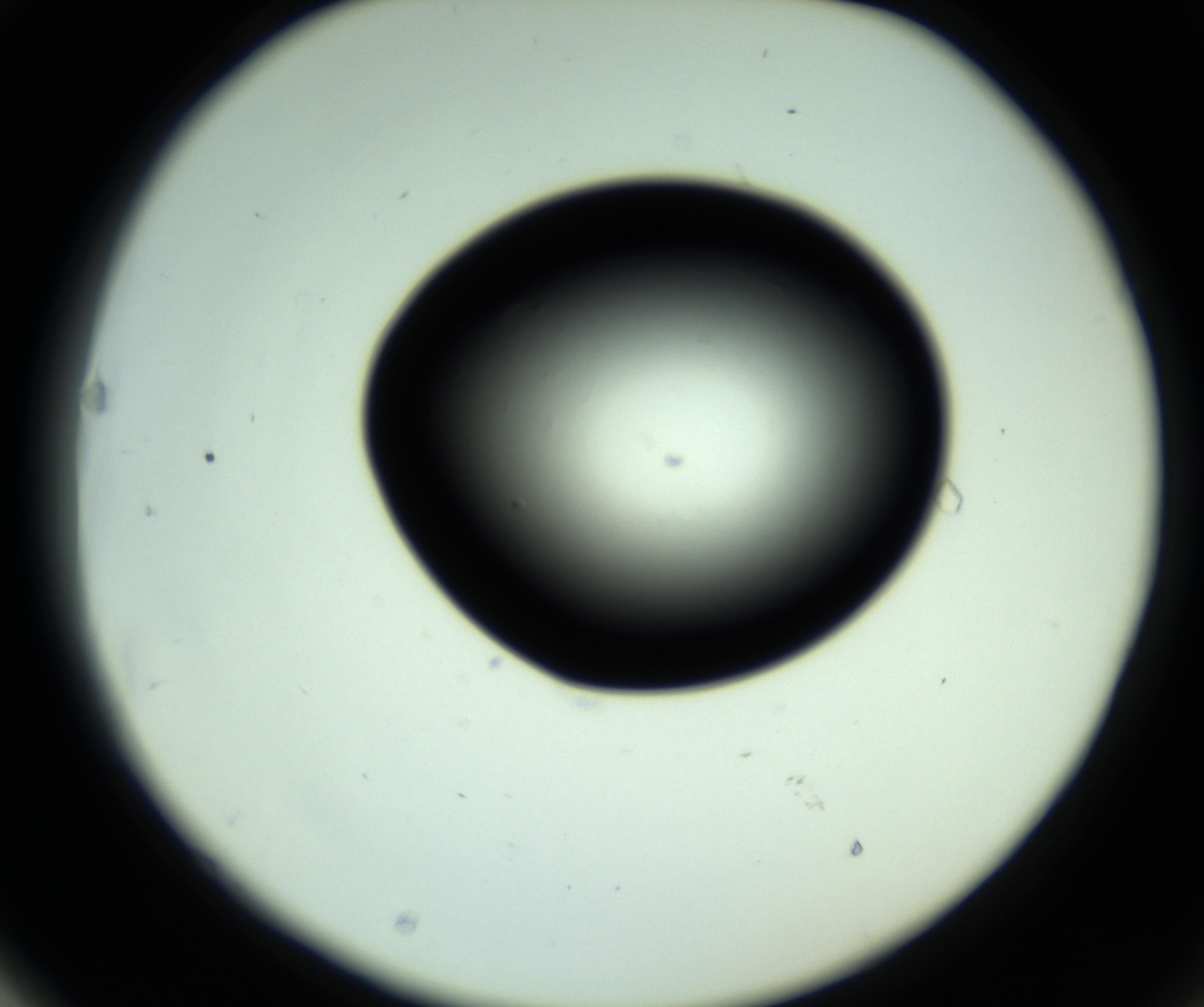 RI01_03_000_0212_Proj1_Clon1_MC_0000MC102808_006_161013_03_06_02_00_98_002_001_RAI.jpg