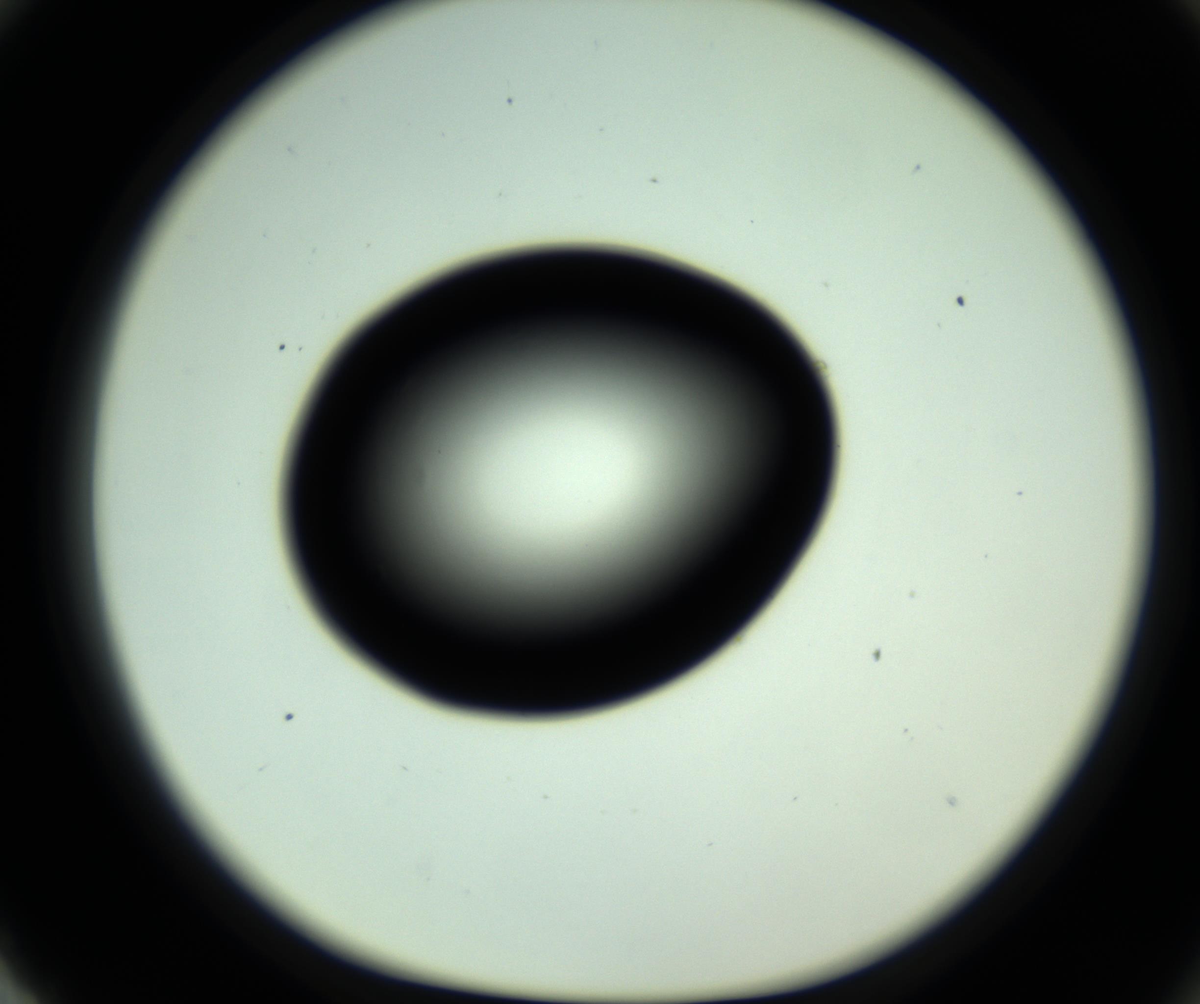 RI01_03_000_0212_Proj1_Clon1_MC_0000MC102808_006_161013_03_08_01_00_98_002_001_RAI.jpg