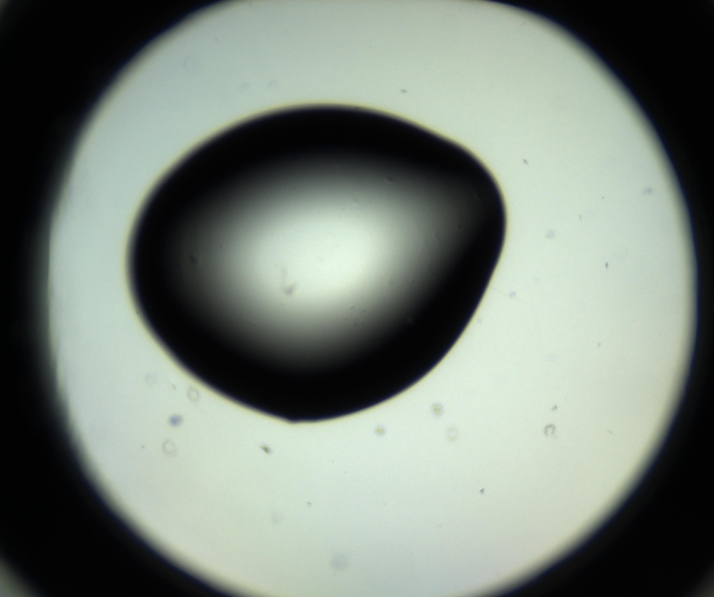 RI01_03_000_0212_Proj1_Clon1_MC_0000MC102808_006_161013_03_08_02_00_98_002_001_RAI.jpg