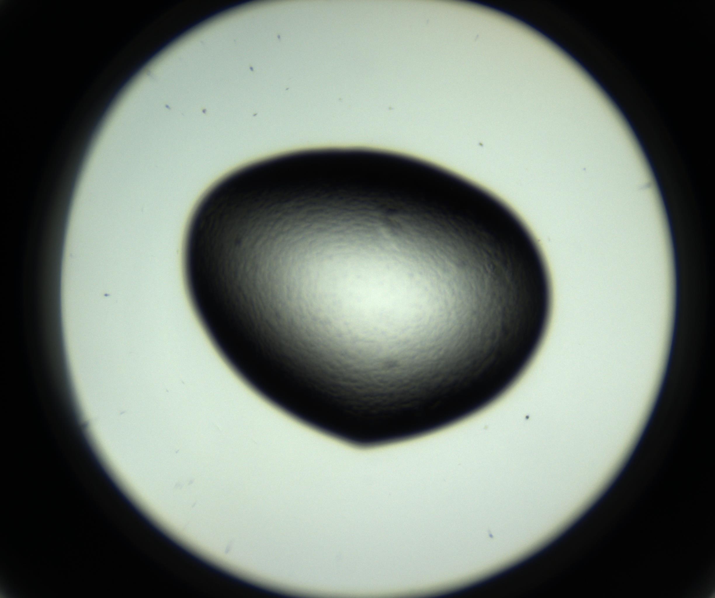 RI01_03_000_0212_Proj1_Clon1_MC_0000MC102808_006_161013_04_02_02_00_98_002_001_RAI.jpg