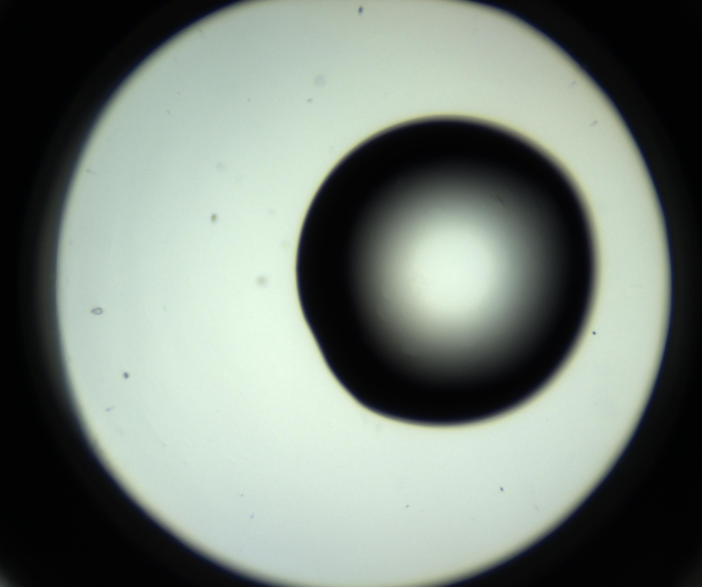 RI01_03_000_0212_Proj1_Clon1_MC_0000MC102808_006_161013_04_03_02_00_98_002_001_RAI.jpg