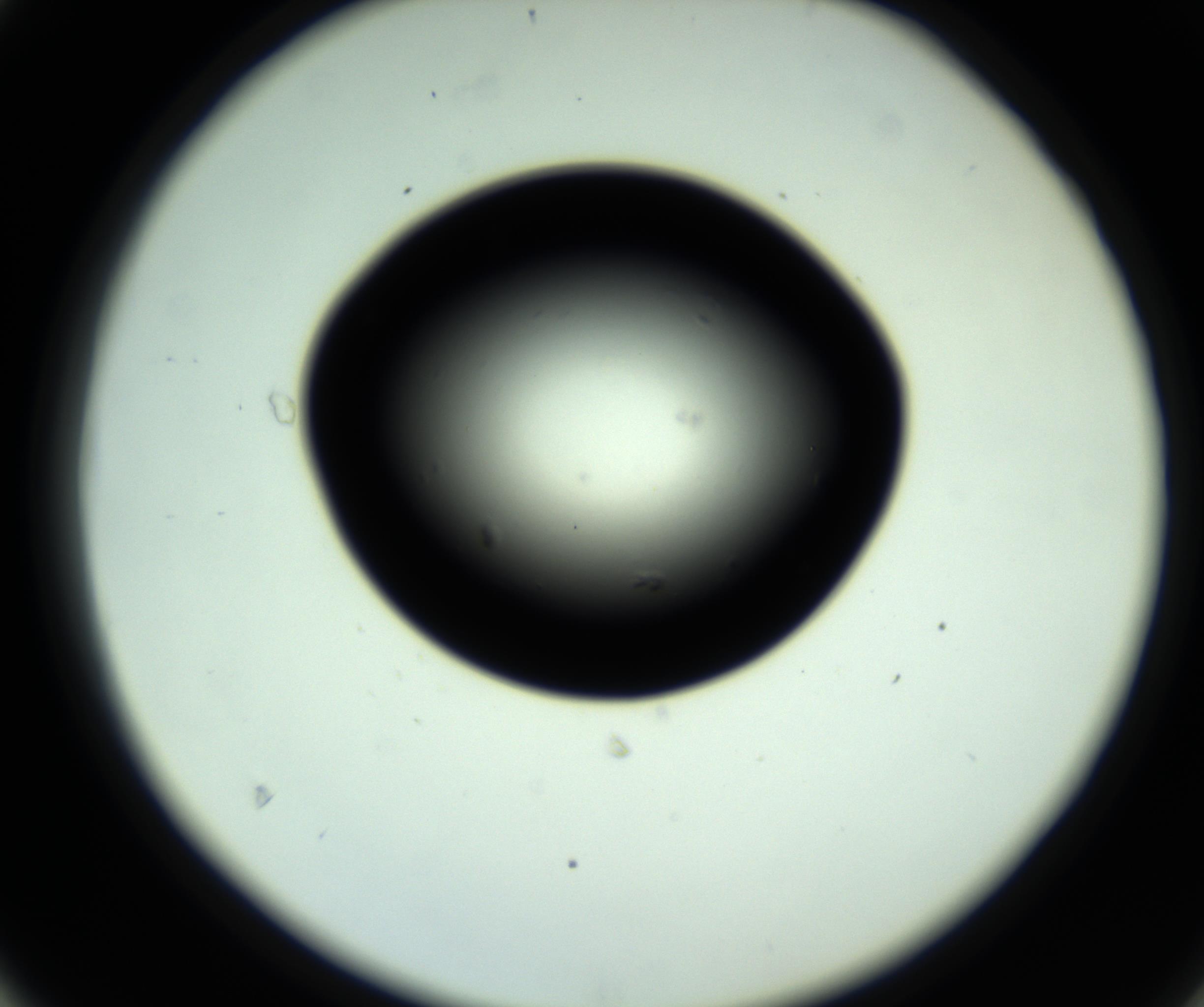 RI01_03_000_0212_Proj1_Clon1_MC_0000MC102808_006_161013_04_04_02_00_98_002_001_RAI.jpg