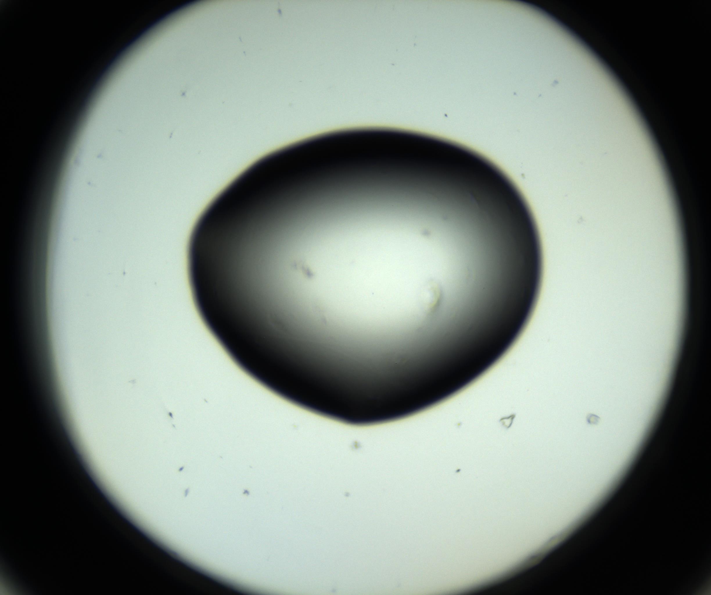 RI01_03_000_0212_Proj1_Clon1_MC_0000MC102808_006_161013_04_05_02_00_98_002_001_RAI.jpg