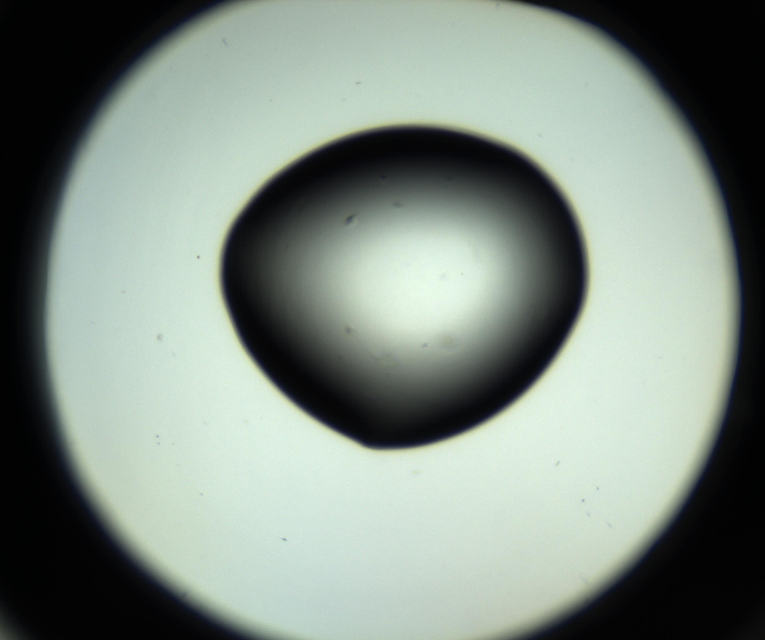 RI01_03_000_0212_Proj1_Clon1_MC_0000MC102808_006_161013_04_06_02_00_98_002_001_RAI.jpg