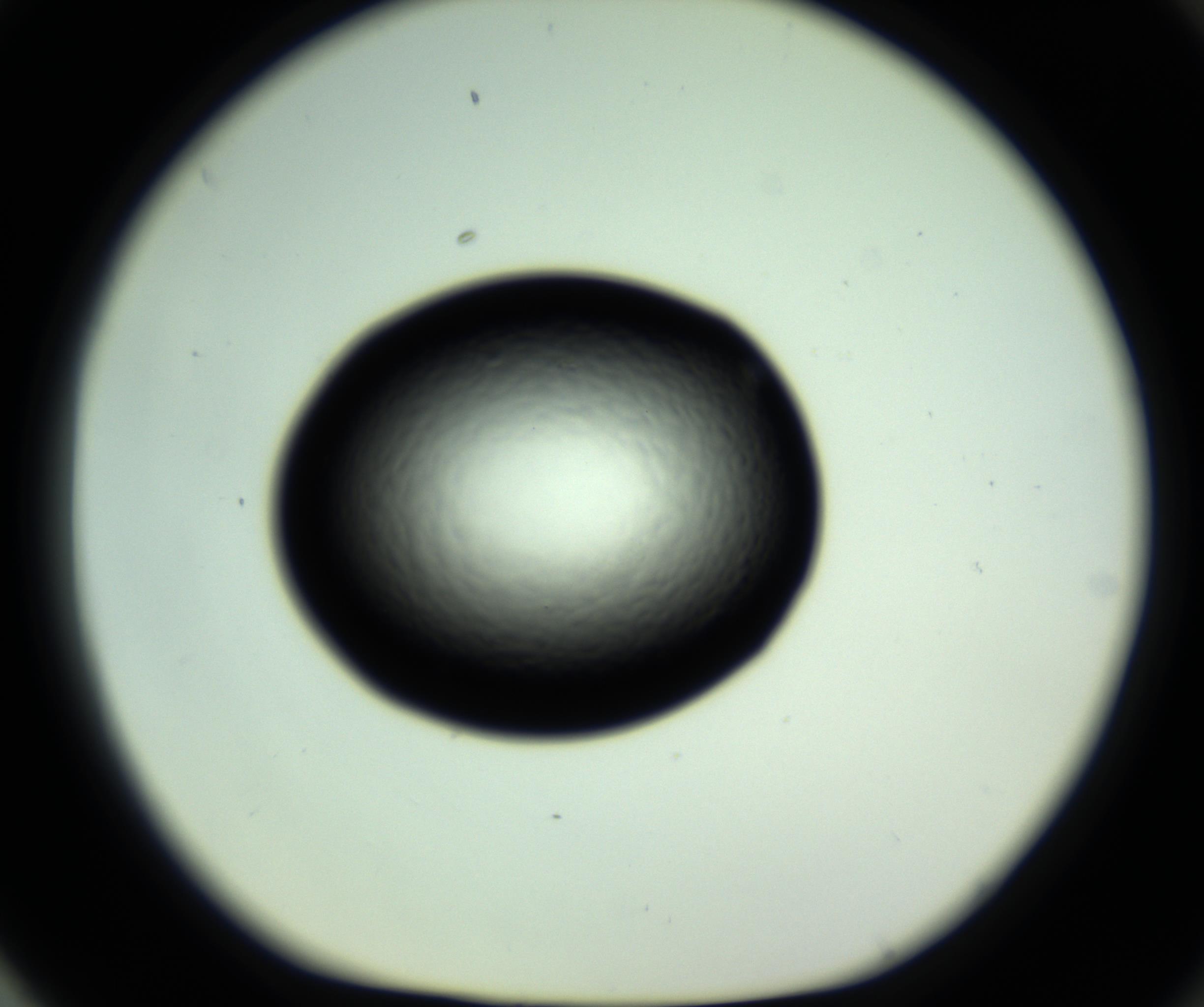 RI01_03_000_0212_Proj1_Clon1_MC_0000MC102808_006_161013_04_08_01_00_98_002_001_RAI.jpg